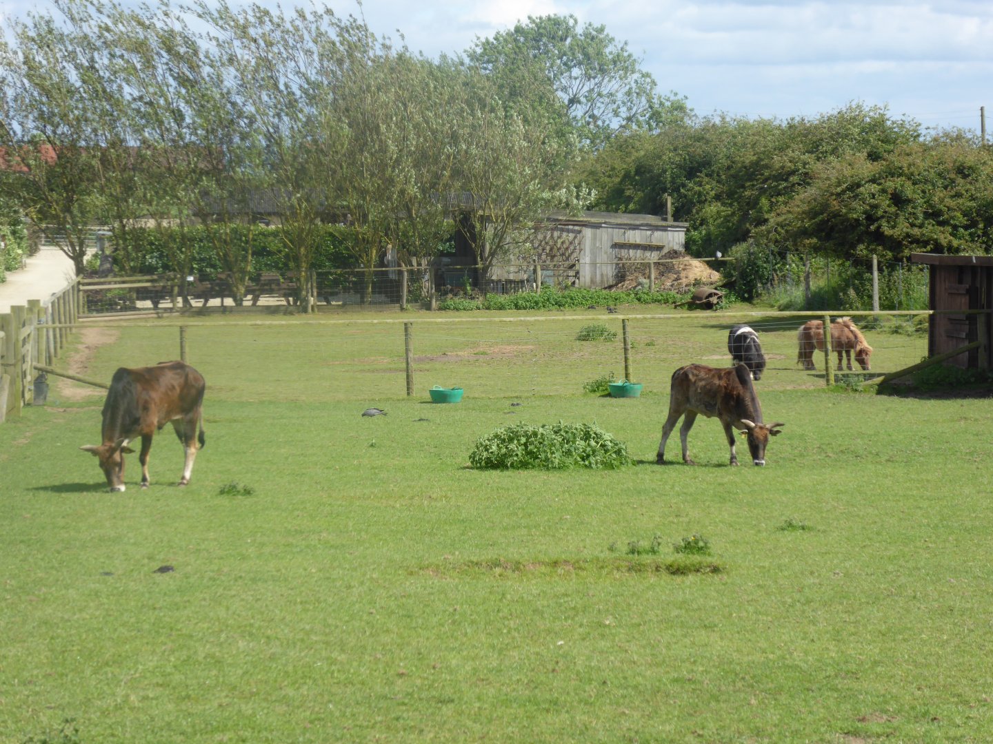 Dwarf Zebu and Shetland Pony paddocks, 12th June 2017