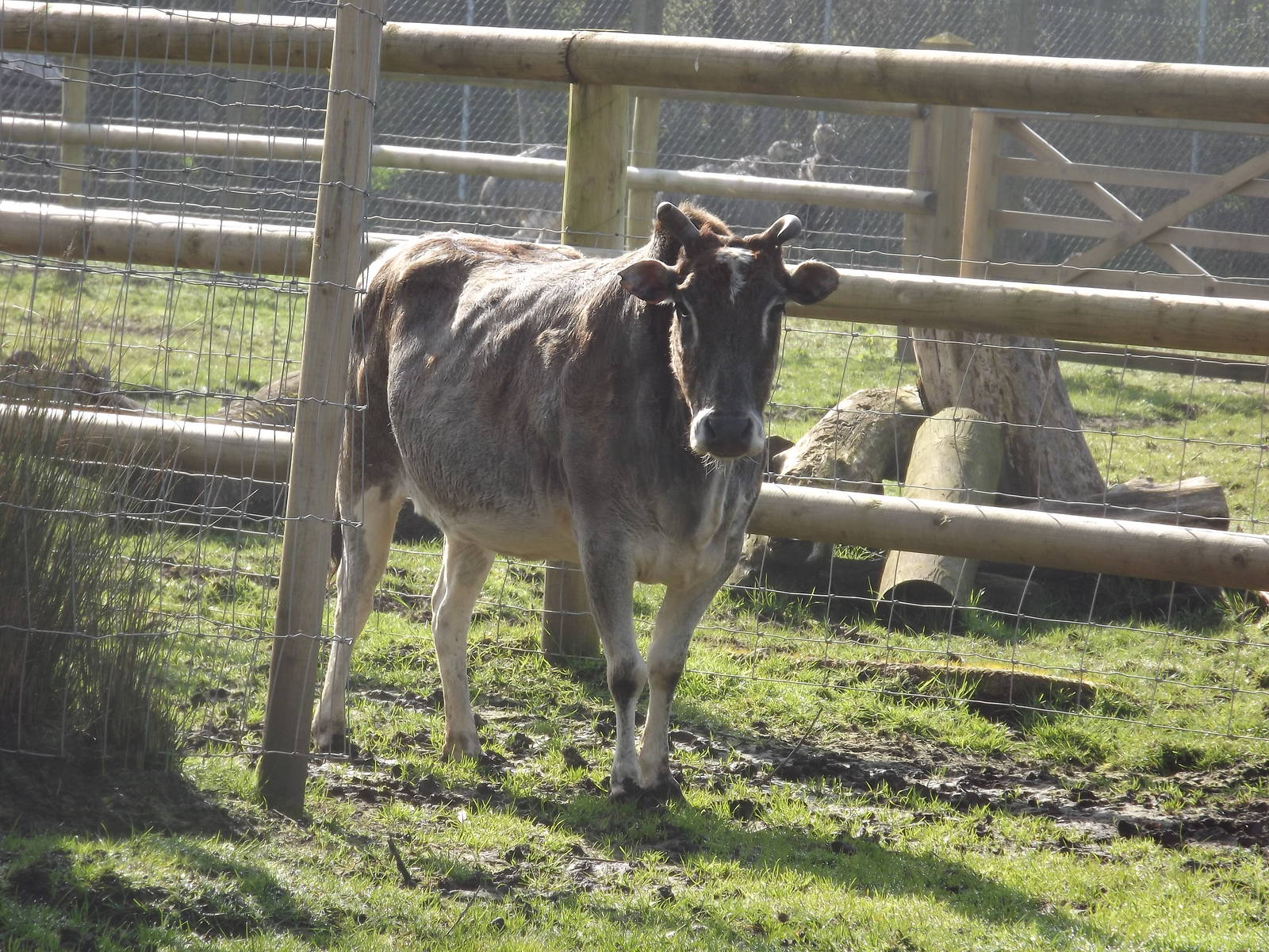Dwarf Zebu at Blackpool Zoo 25/03/12