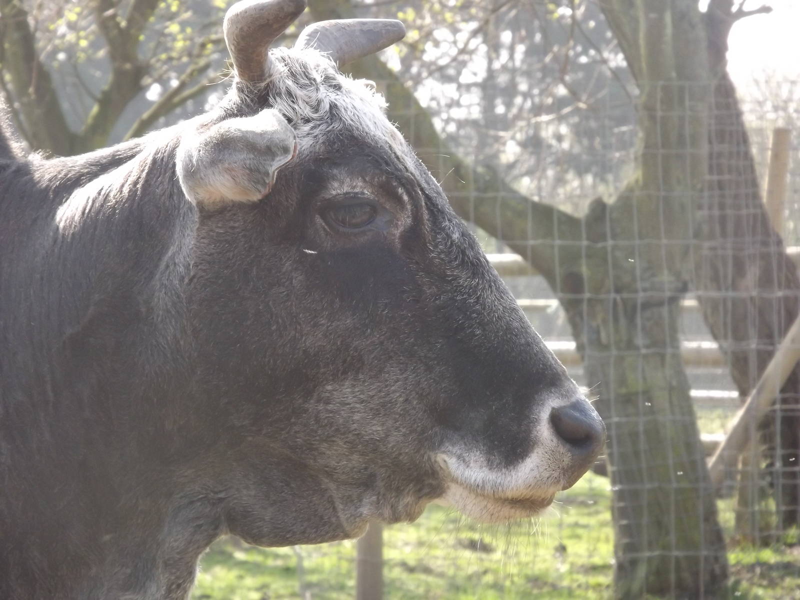 Dwarf Zebu at Blackpool Zoo 25/03/12