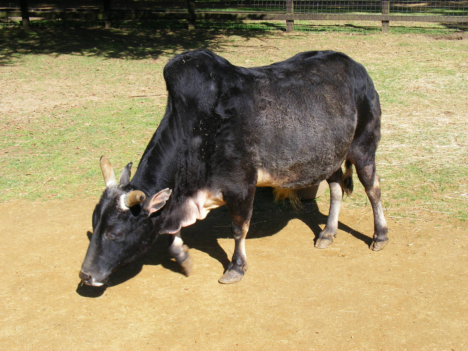 Dwarf zebu at Cotswold Wildlife Park, 3 May 2010
