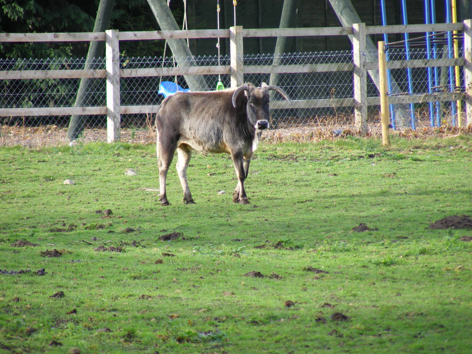 Dwarf zebu at Yorkshire Wildlife Park, 12 November 2010