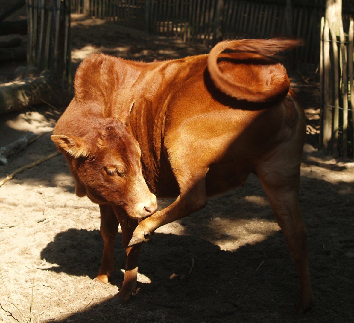 Dwarf zebu (Bos indicus), 2007-09-16