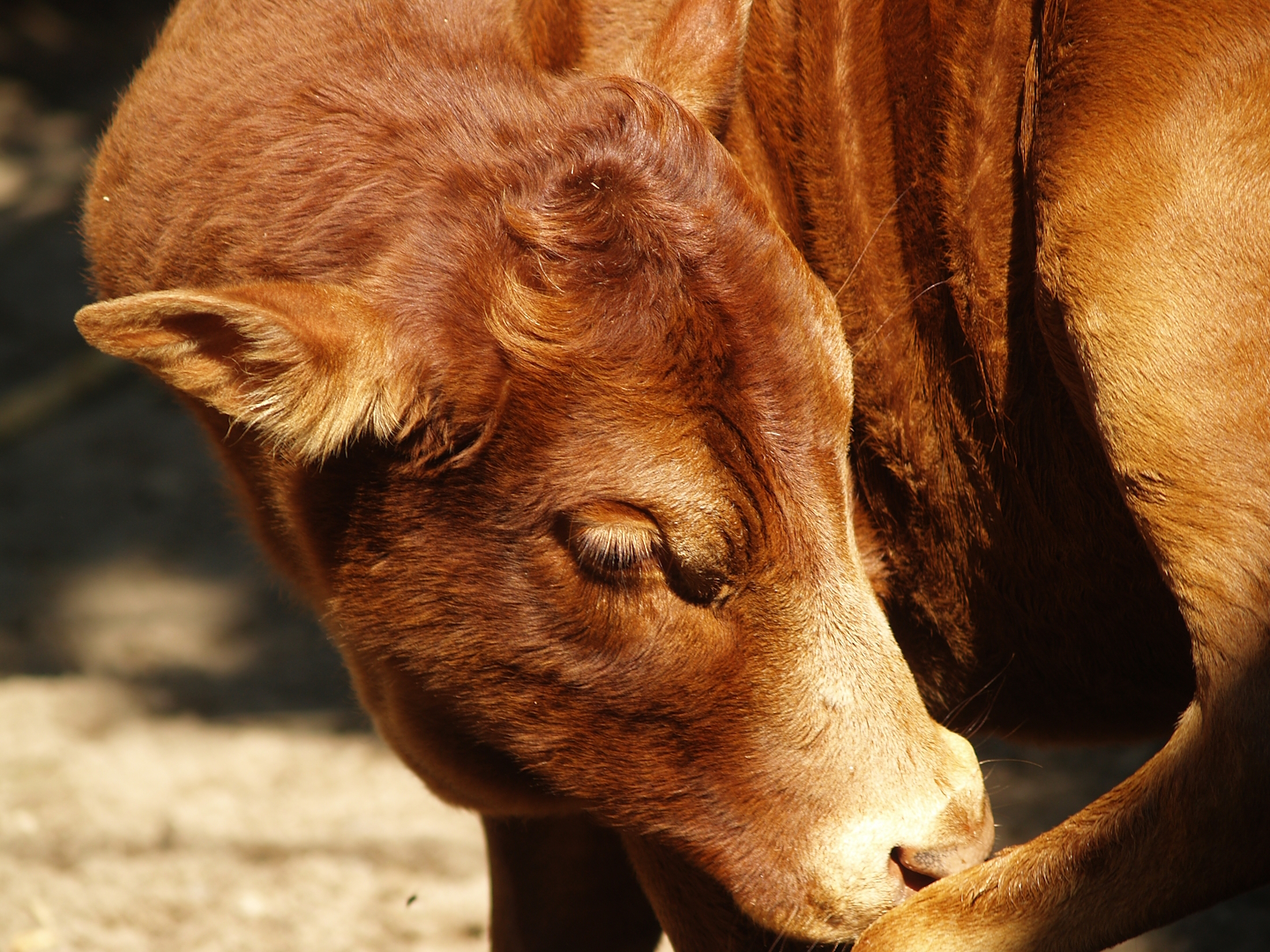 Dwarf zebu (Bos indicus), 2007-09-16