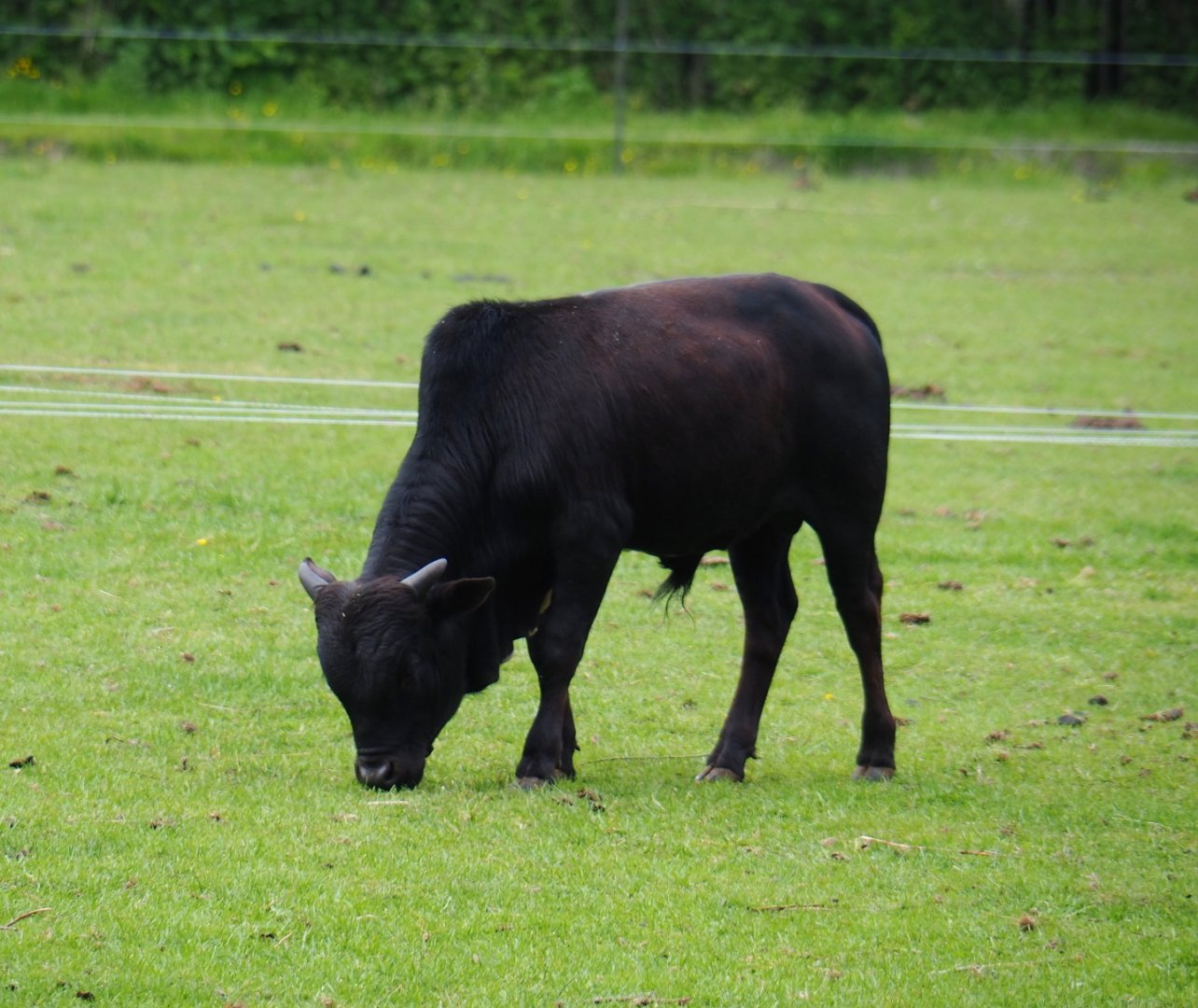 Dwarf zebu (Bos taurus indicus), 2019-05-25