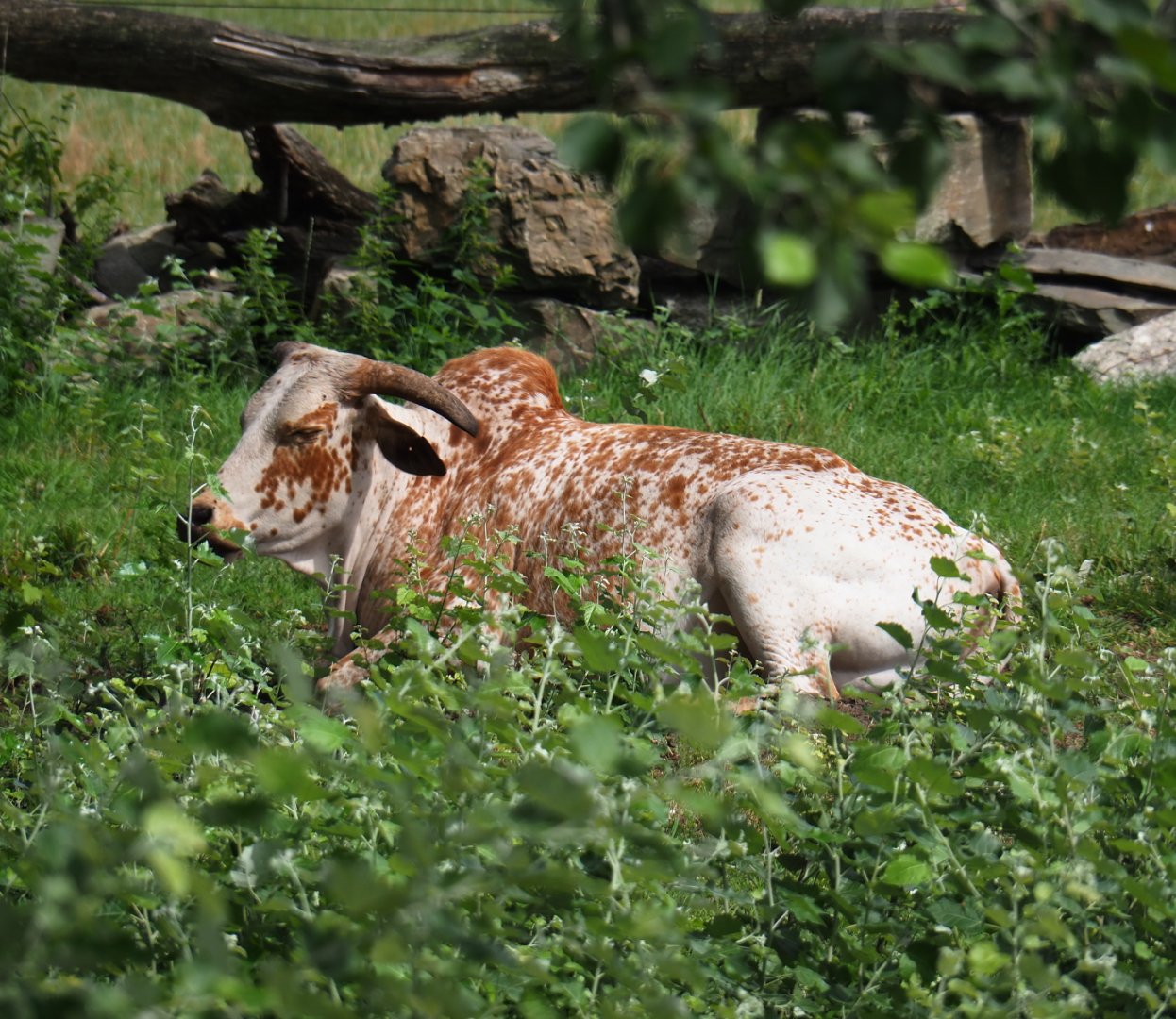 Dwarf zebu (Bos taurus indicus), 2019-08-11