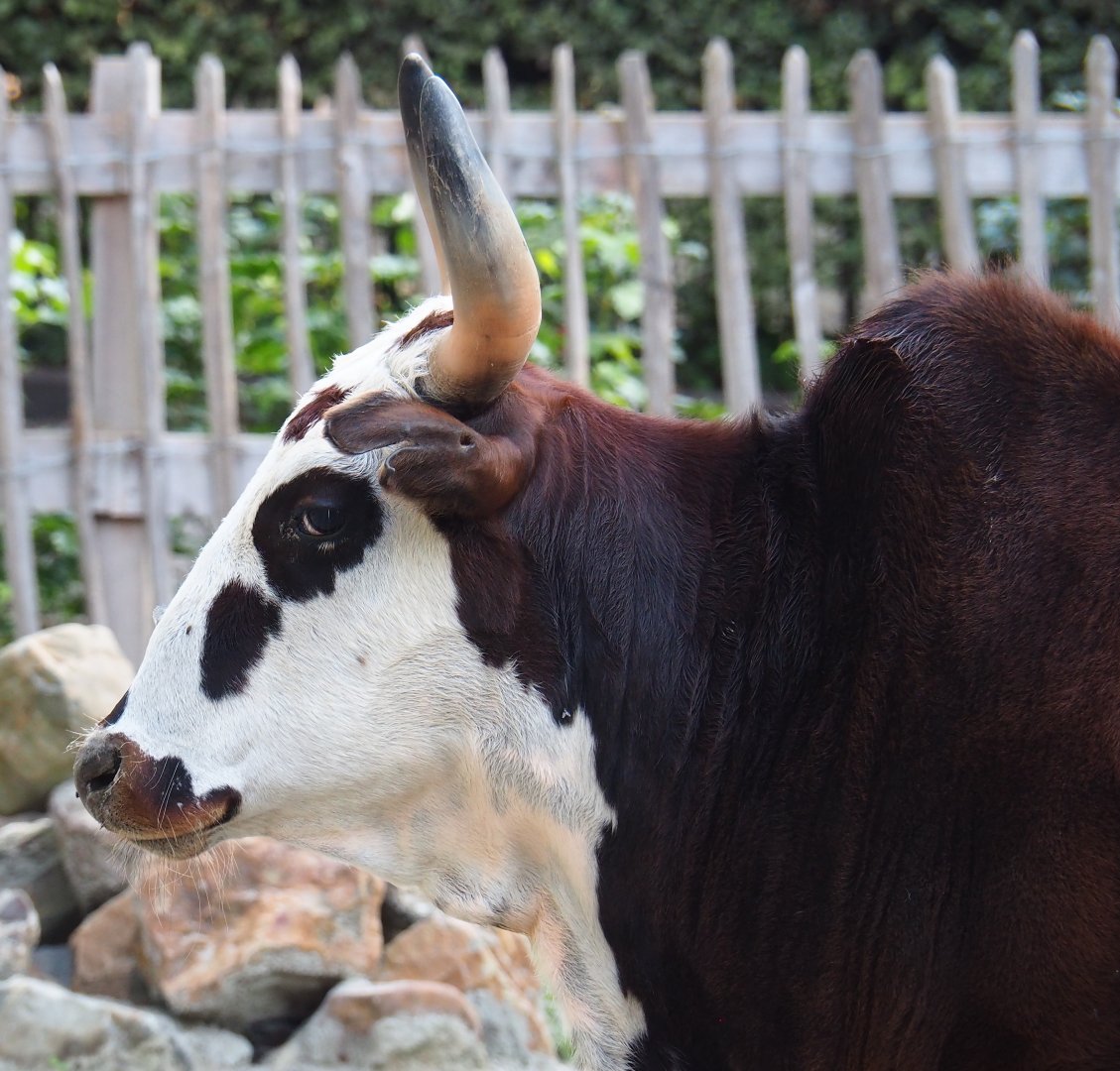 Dwarf zebu (Bos taurus indicus), 2020-09-12