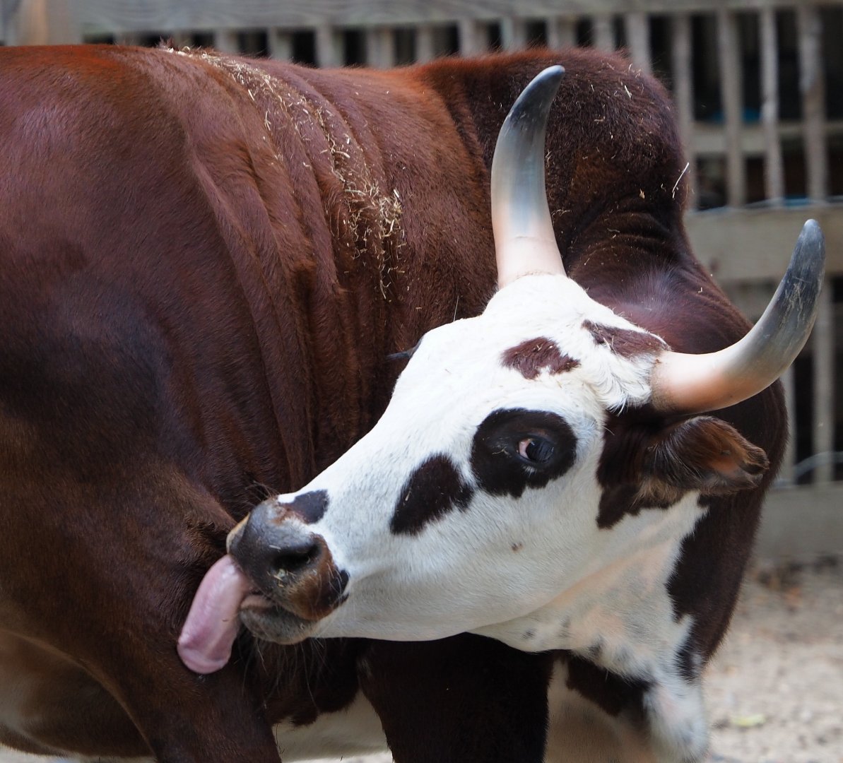Dwarf zebu (Bos taurus indicus), 2020-09-12