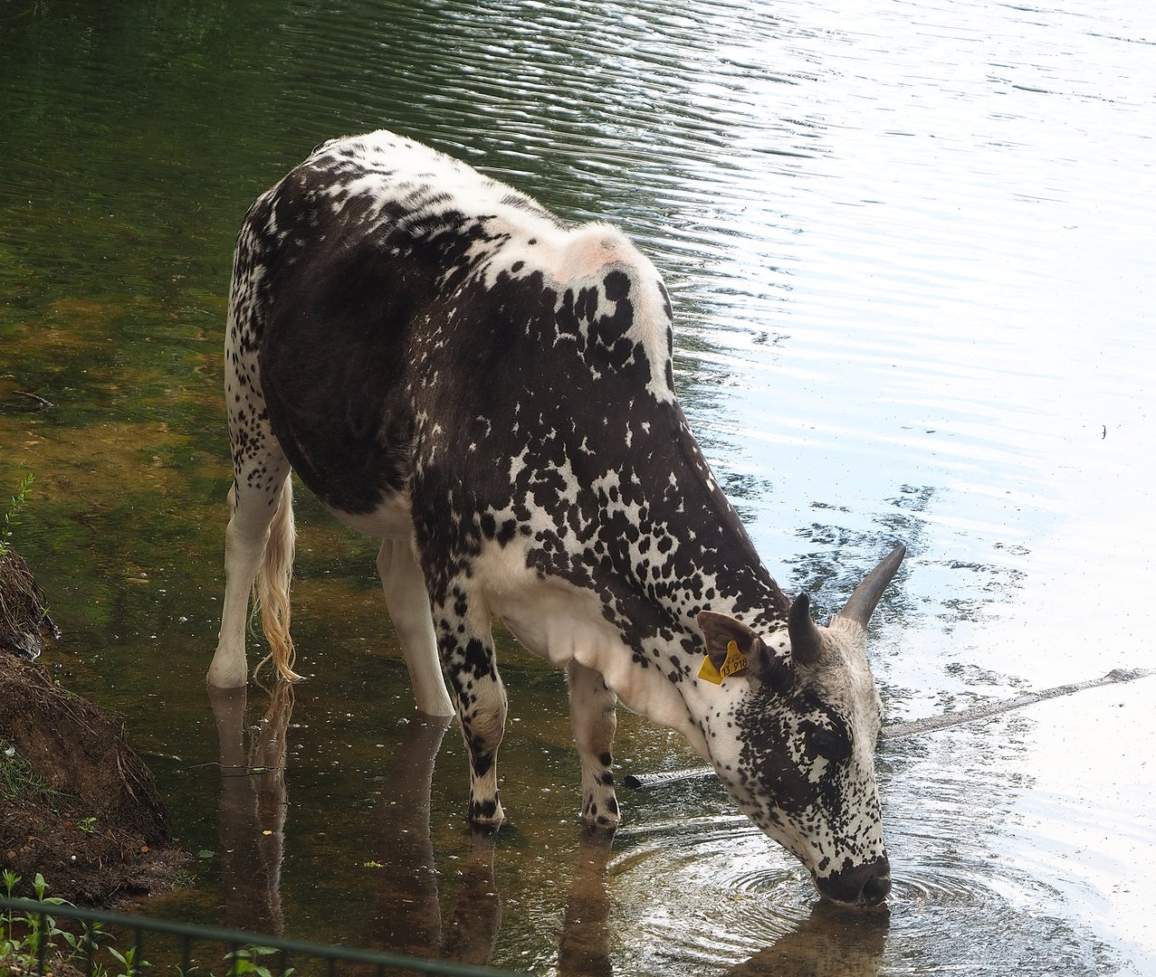 Dwarf zebu (Bos taurus indicus), 2022-06-12