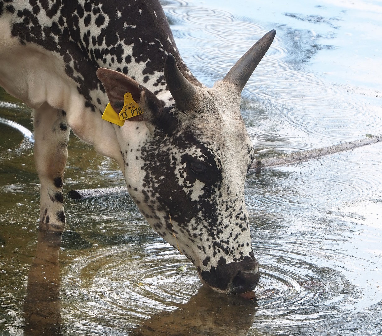 Dwarf zebu (Bos taurus indicus), 2022-06-12