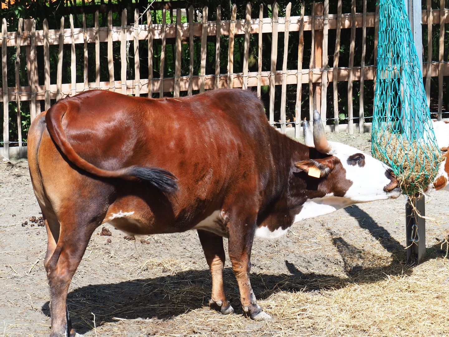 Dwarf zebu (Bos taurus indicus)