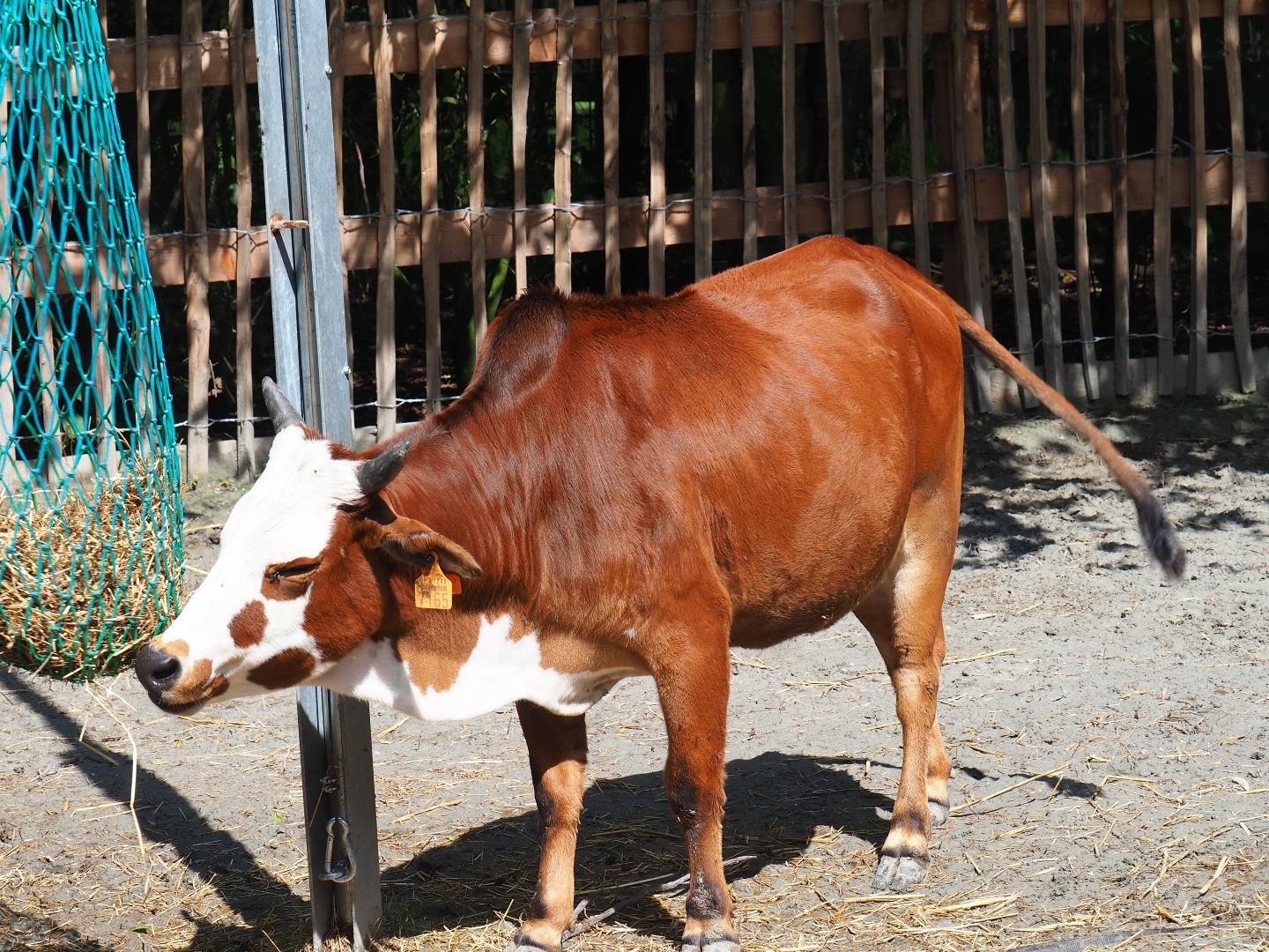 Dwarf zebu (Bos taurus indicus)