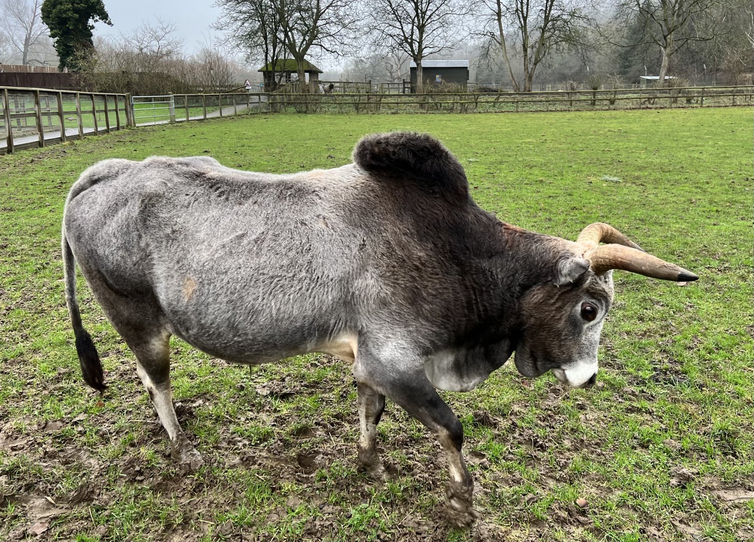 Dwarf zebu bull