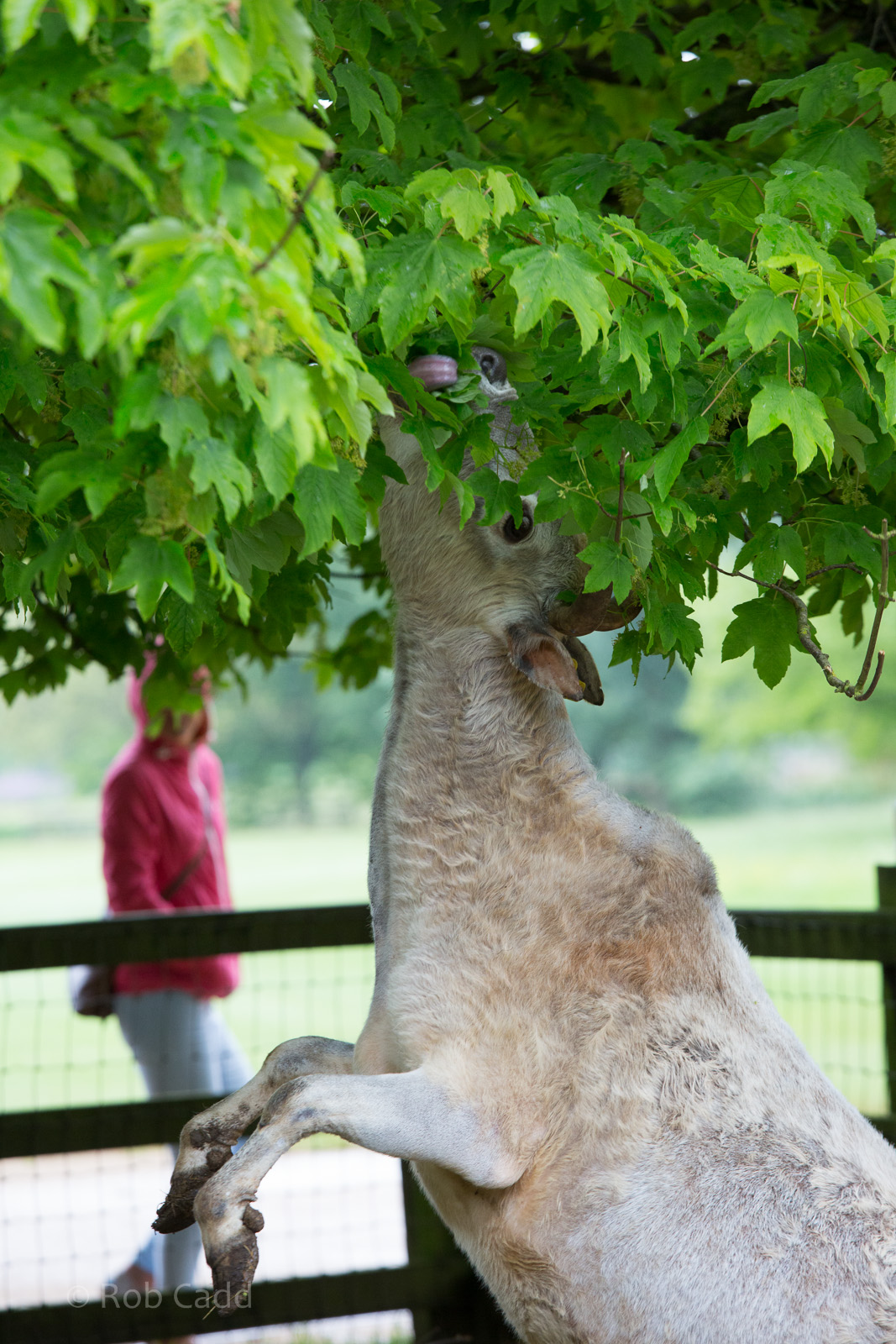 Dwarf zebu : Cotswold WP : 28 May 2014