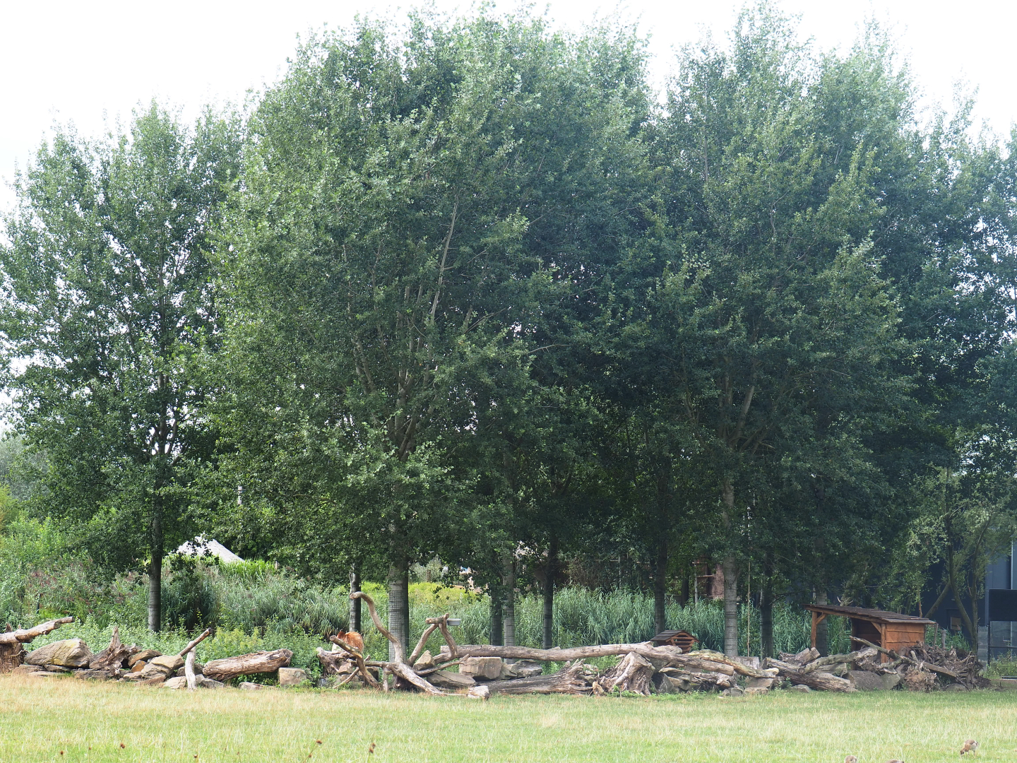 Dwarf zebu - DeBrazza's guenon exhibit next to reticulated giraffe exhibit, 2019-08-11