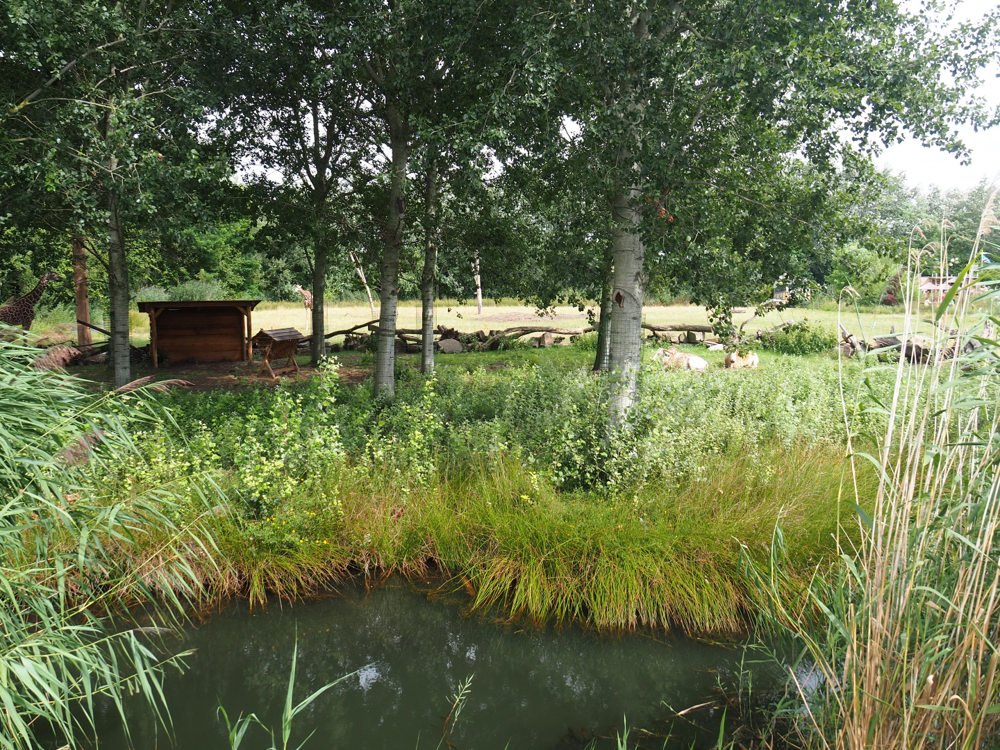 Dwarf zebu - DeBrazza's guenon exhibit next to reticulated giraffe exhibit, 2019-08-11
