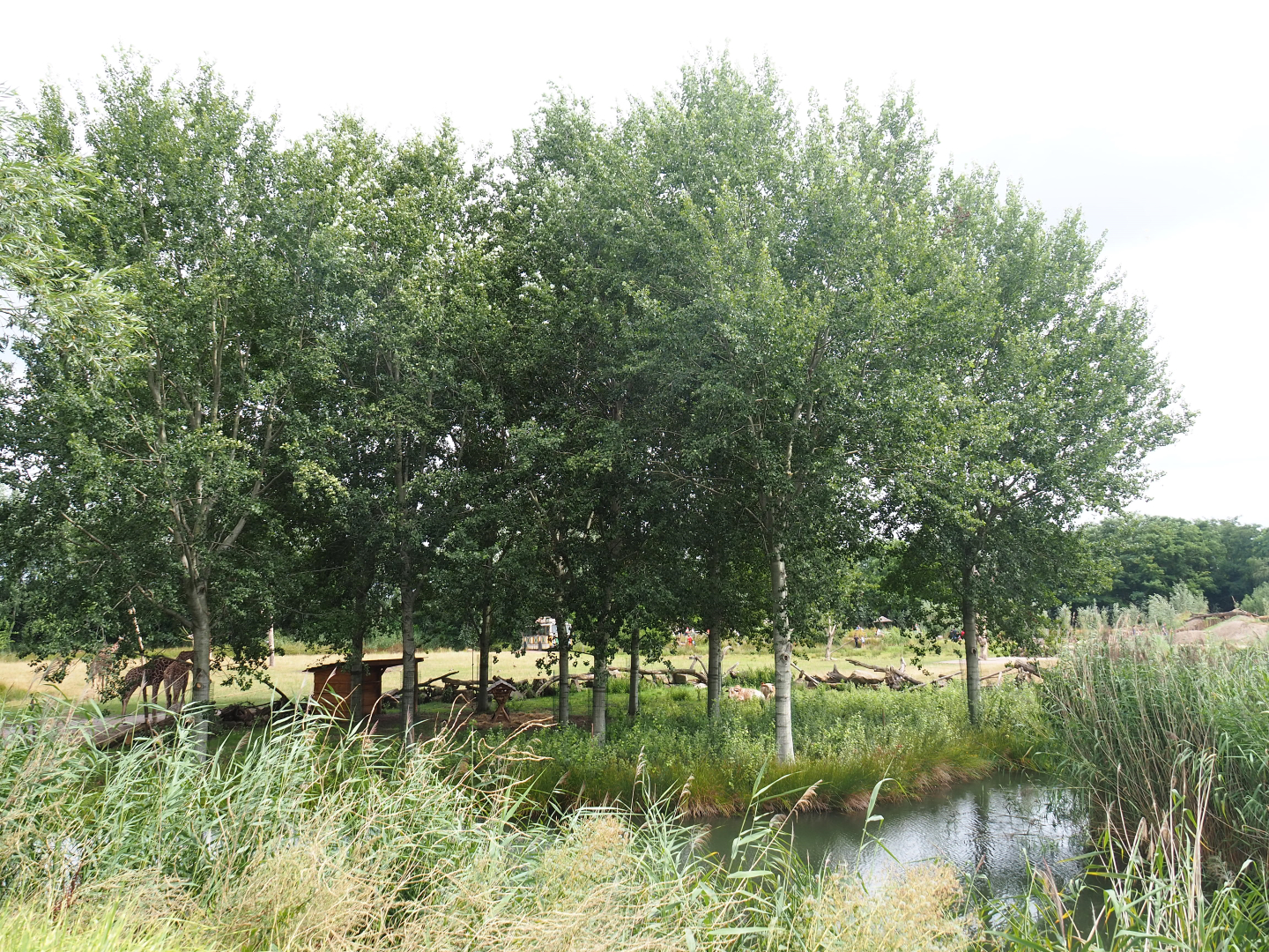 Dwarf zebu - DeBrazza's guenon exhibit next to reticulated giraffe exhibit, 2019-08-11