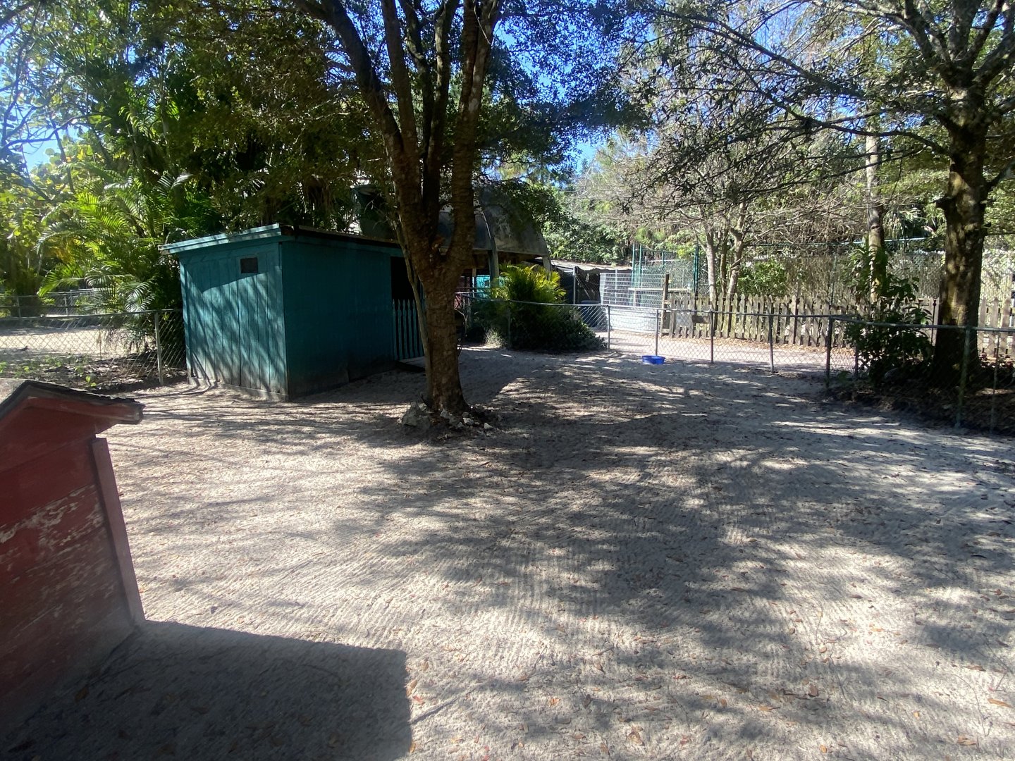 Dwarf Zebu/Domestic Pig Exhibit