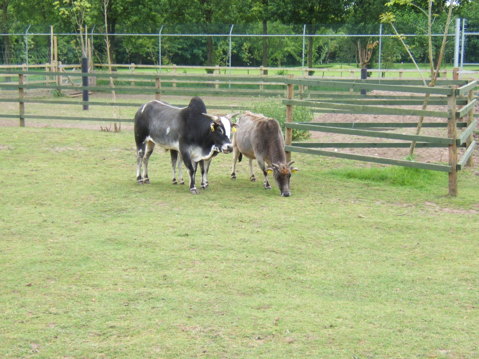 Dwarf Zebu enclosure