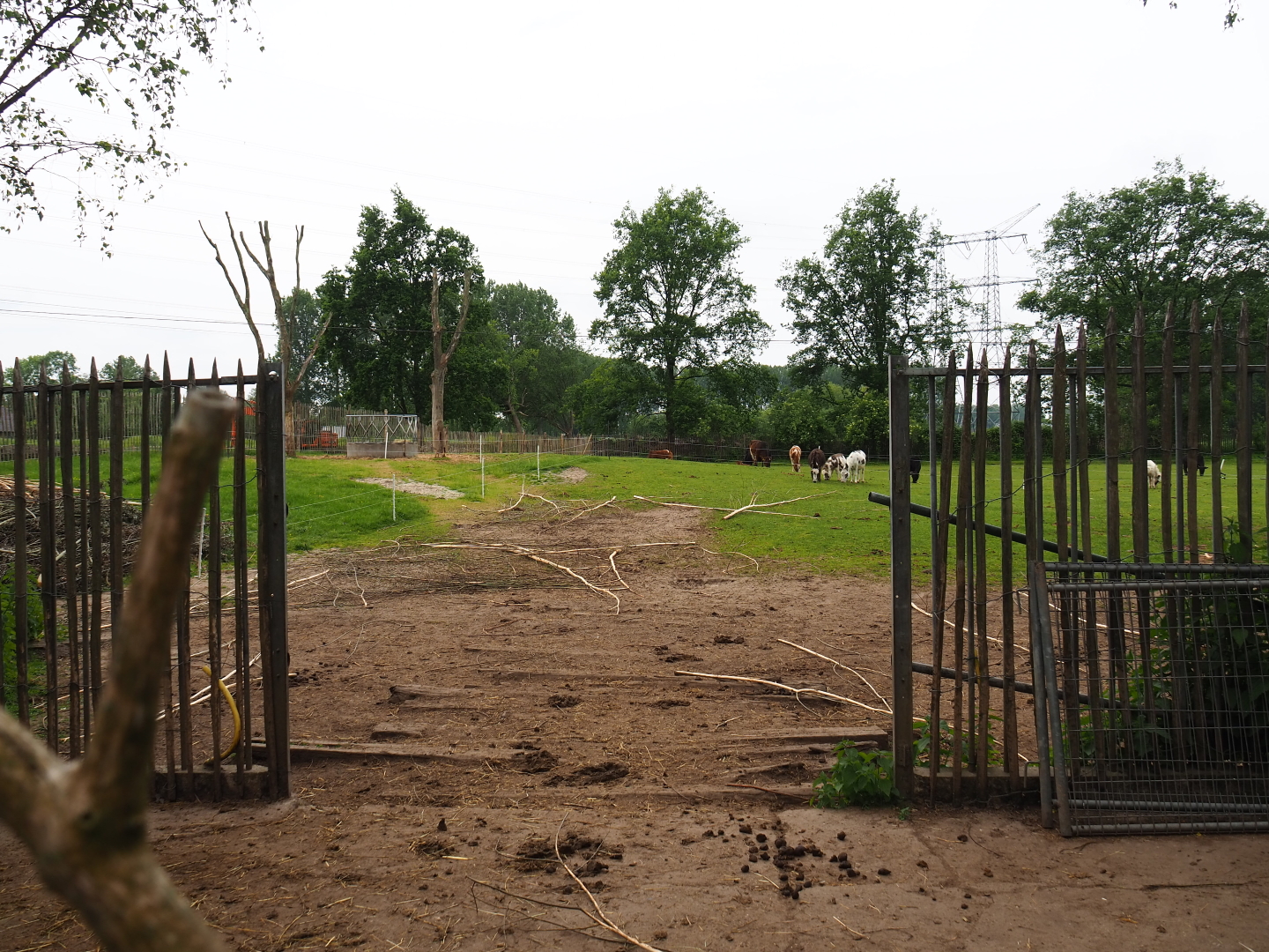 Dwarf zebu - Miniature donkey pasture, 2019-05-25