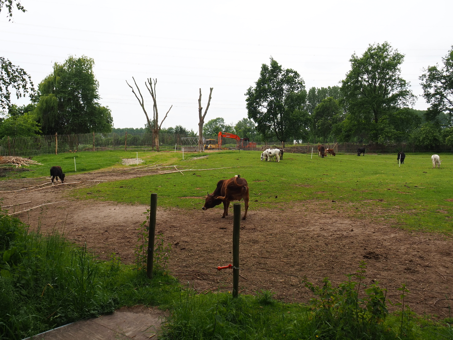 Dwarf zebu - Miniature donkey pasture, 2019-05-25