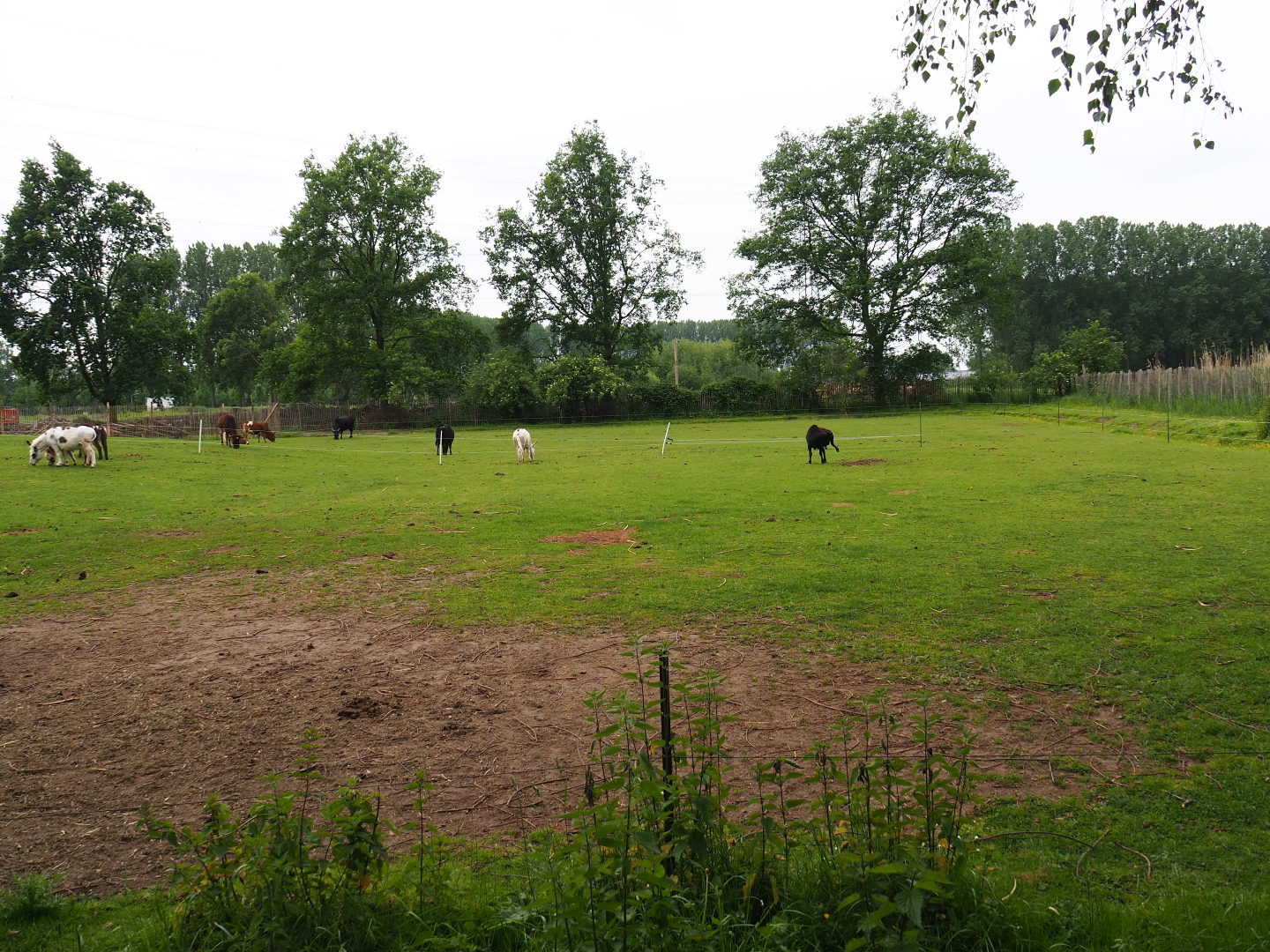 Dwarf zebu - Miniature donkey pasture, 2019-05-25