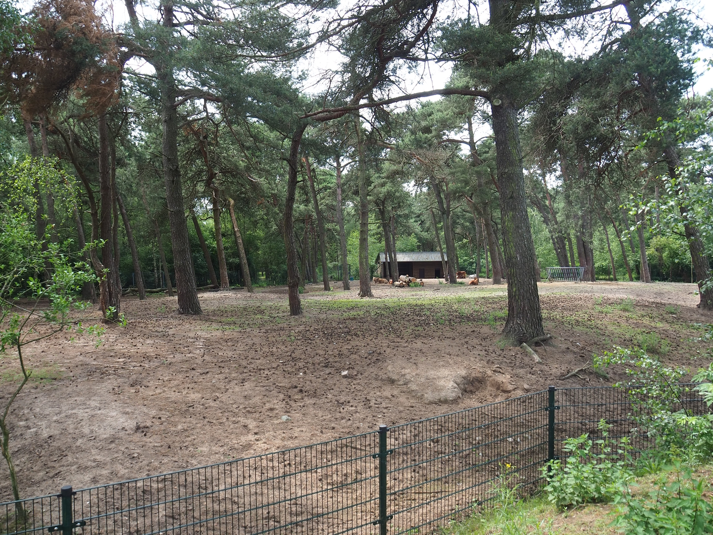 Dwarf zebu paddock, 2022-06-12