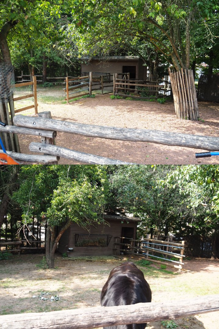 Dwarf zebu paddock and barn, 2020-09-02