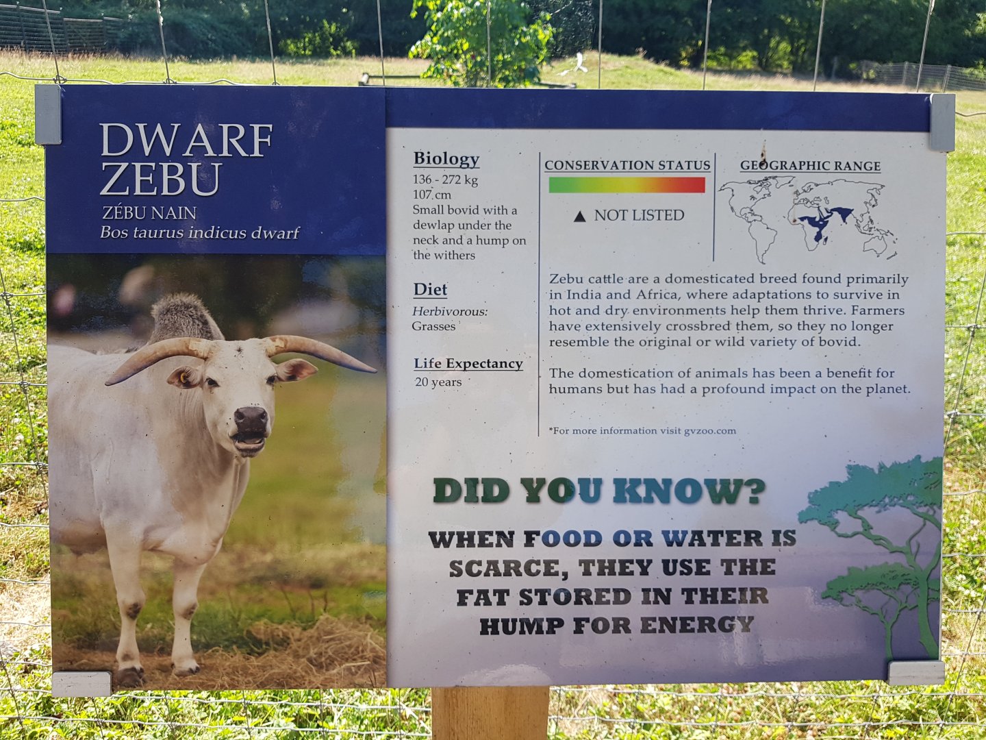 Dwarf Zebu Sign
