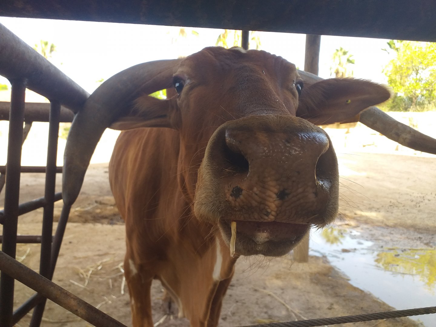 Dwarf zebu -TerraNatura Benidorm (2021)