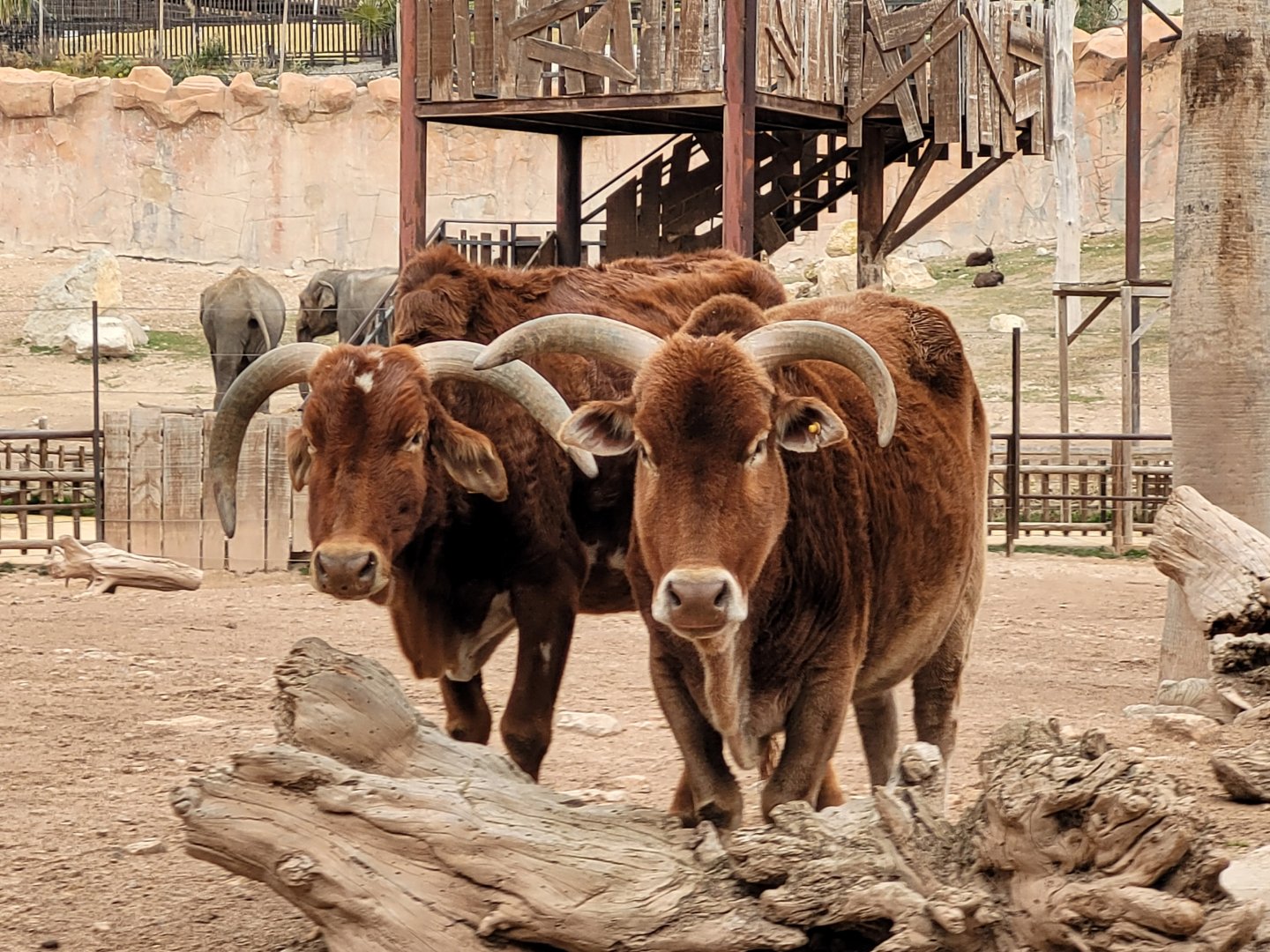 Dwarf zebu -TerraNatura Benidorm (2022)