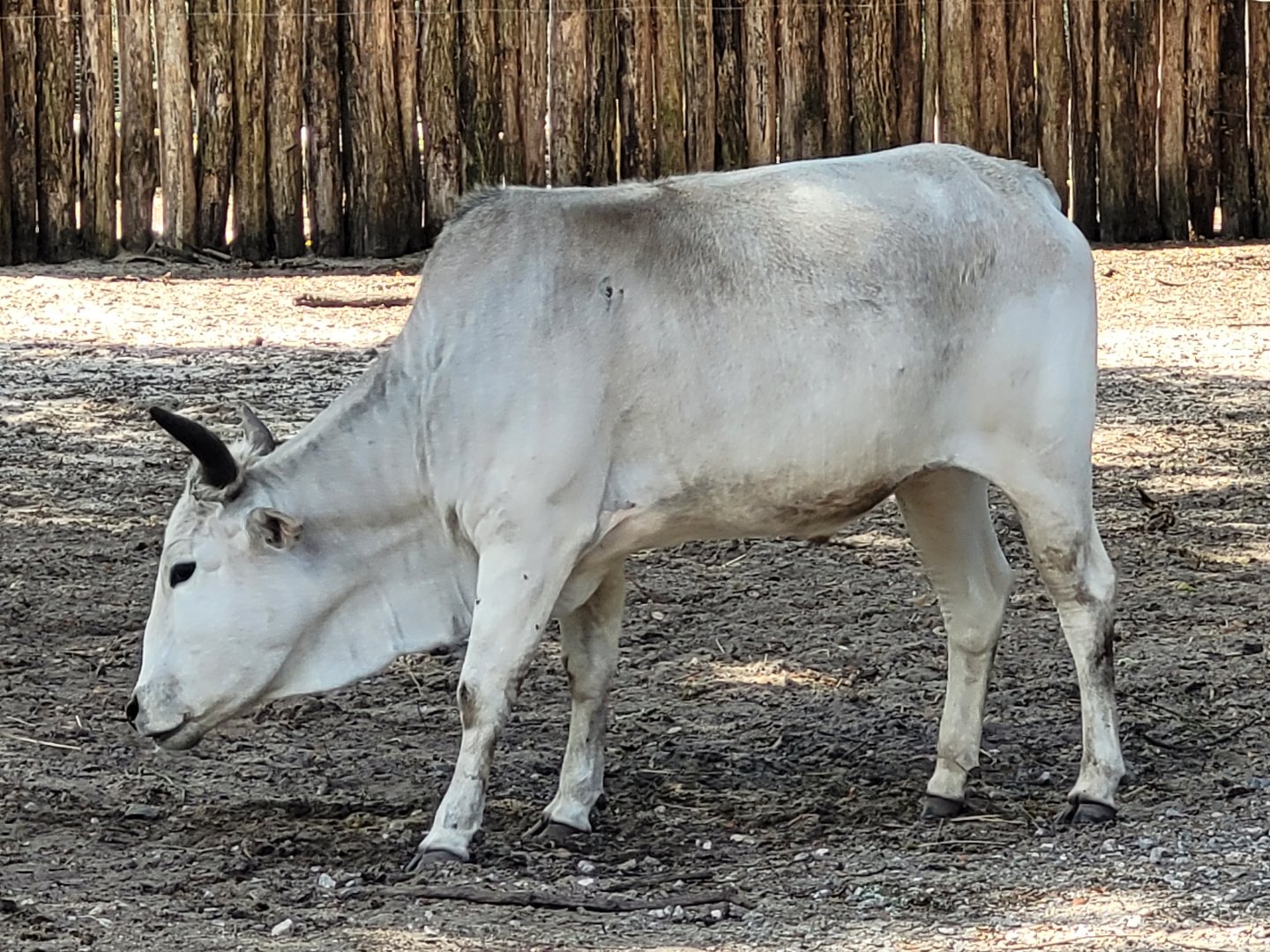 Dwarf zebu -Zoo de Labenne (2024)