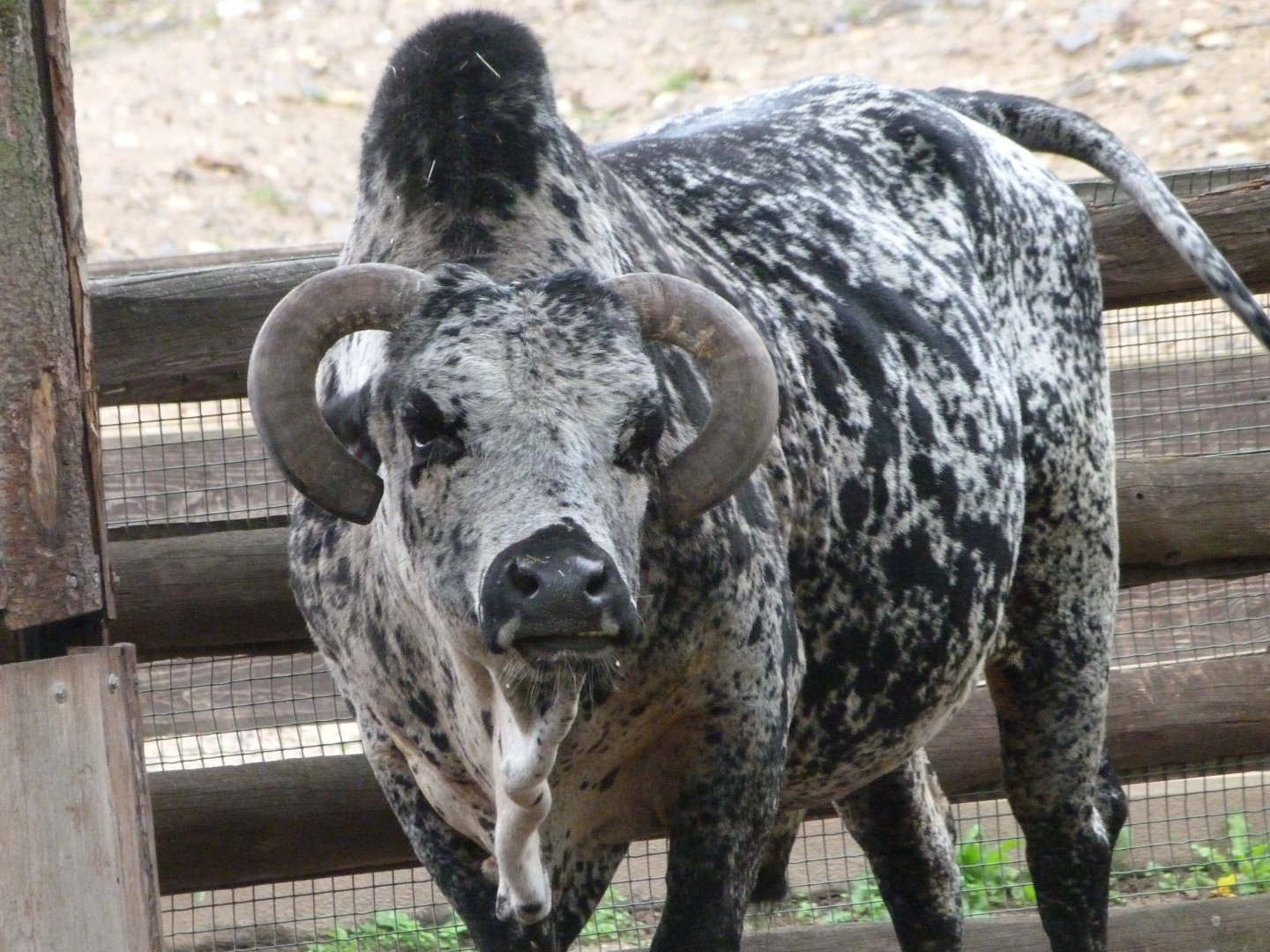 Dwarf zebu -Zoo Praha (2025)