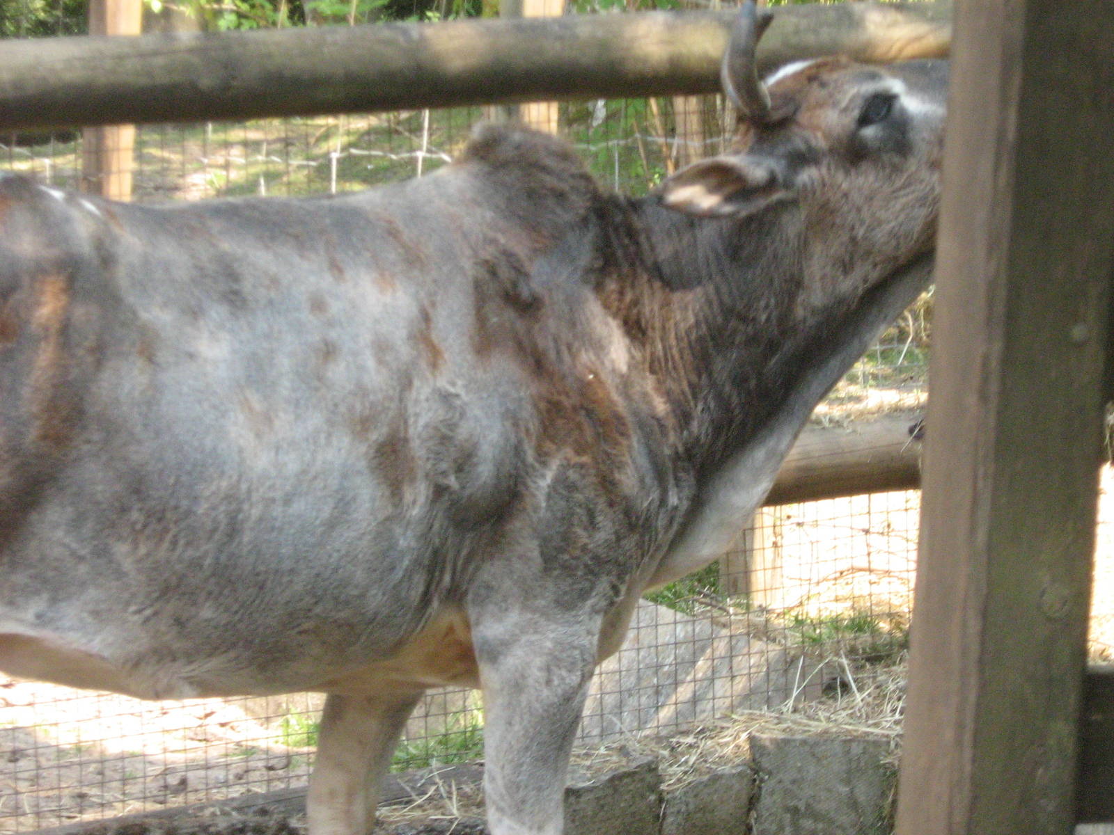 dwarf zebu