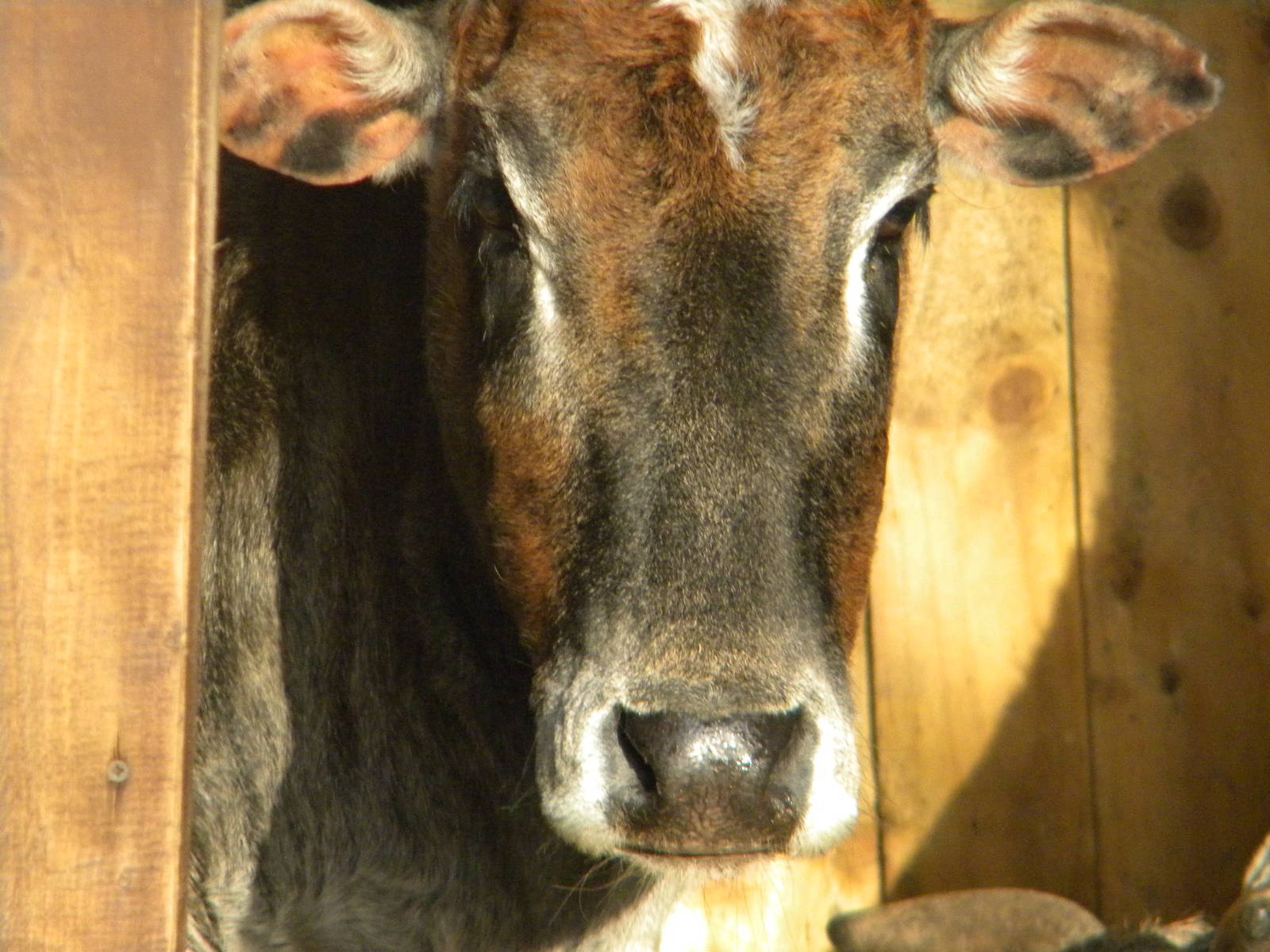 Dwarf Zebu.