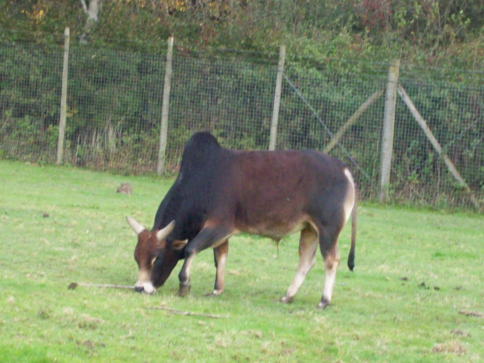 dwarf zebu