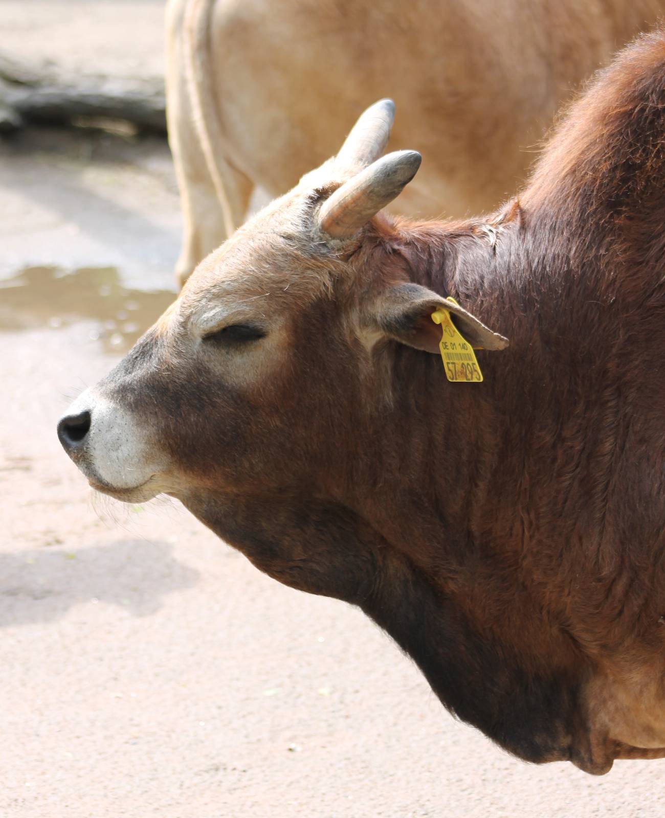 Dwarf zebu