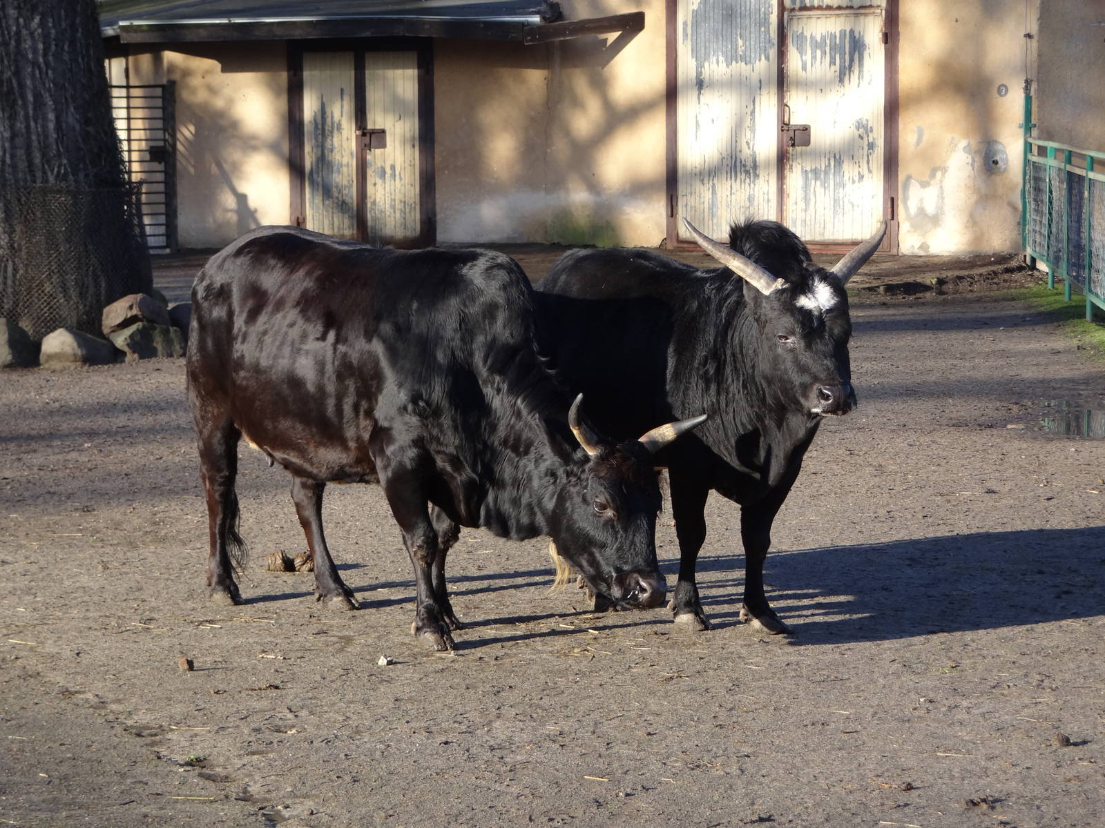 Dwarf zebu