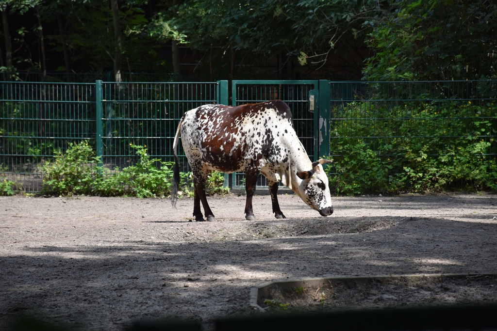 dwarf zebu