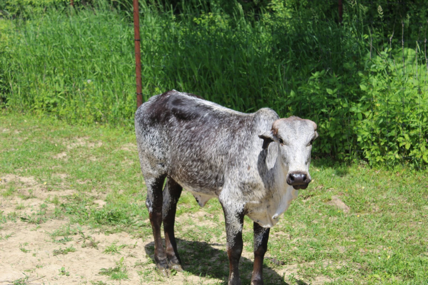 Dwarf Zebu