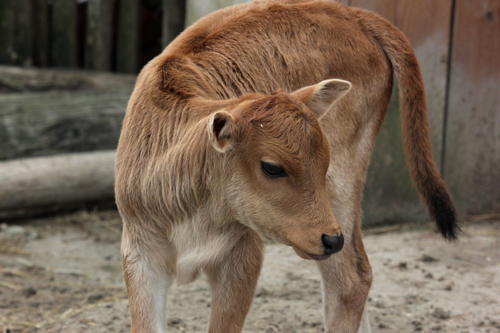 Dwarf zebu