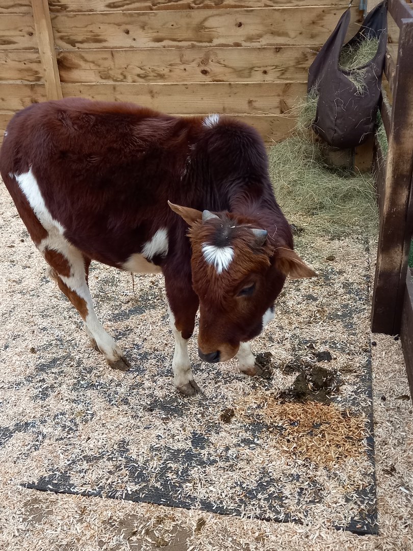 Dwarf Zebu