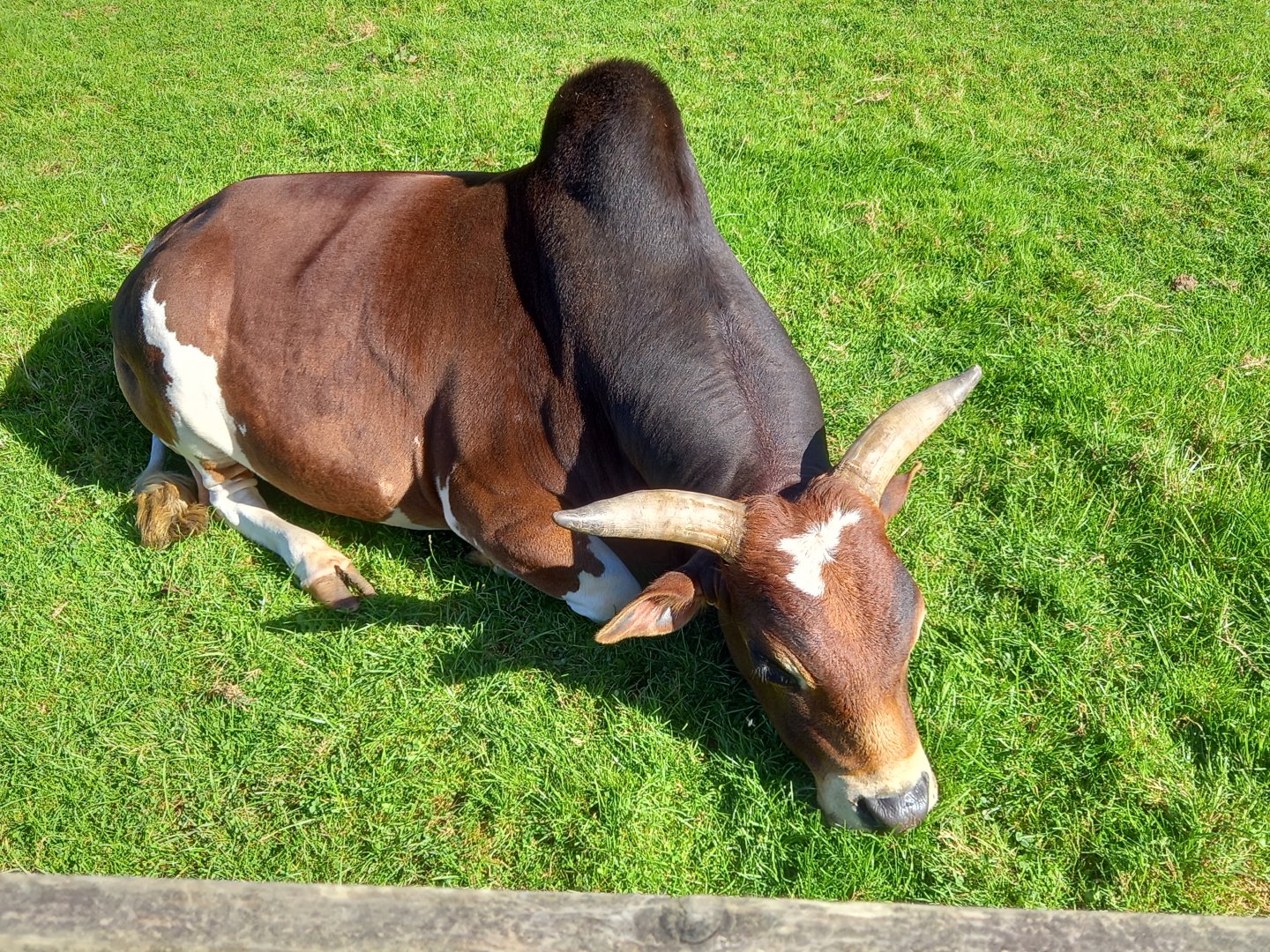Dwarf Zebu