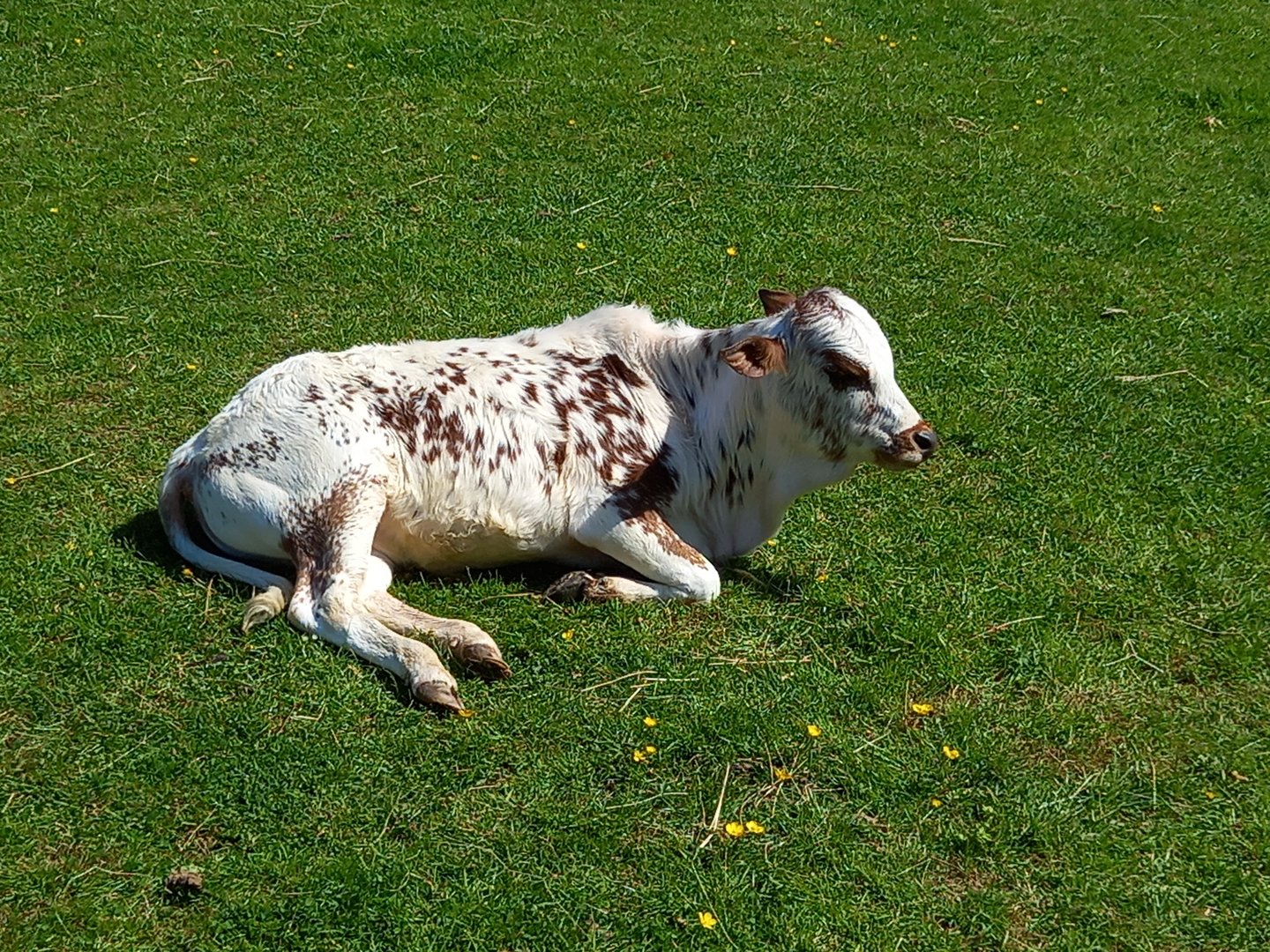 Dwarf Zebu