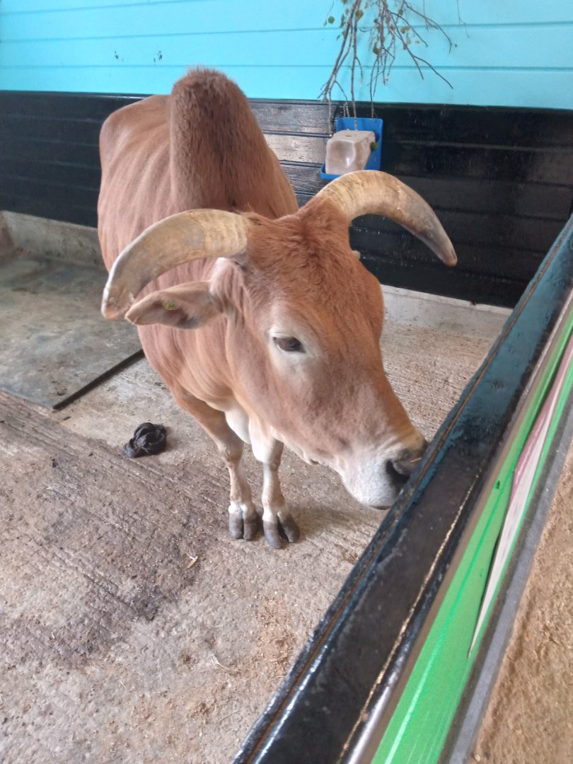 Dwarf Zebu