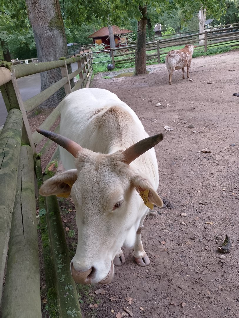 Dwarf zebu