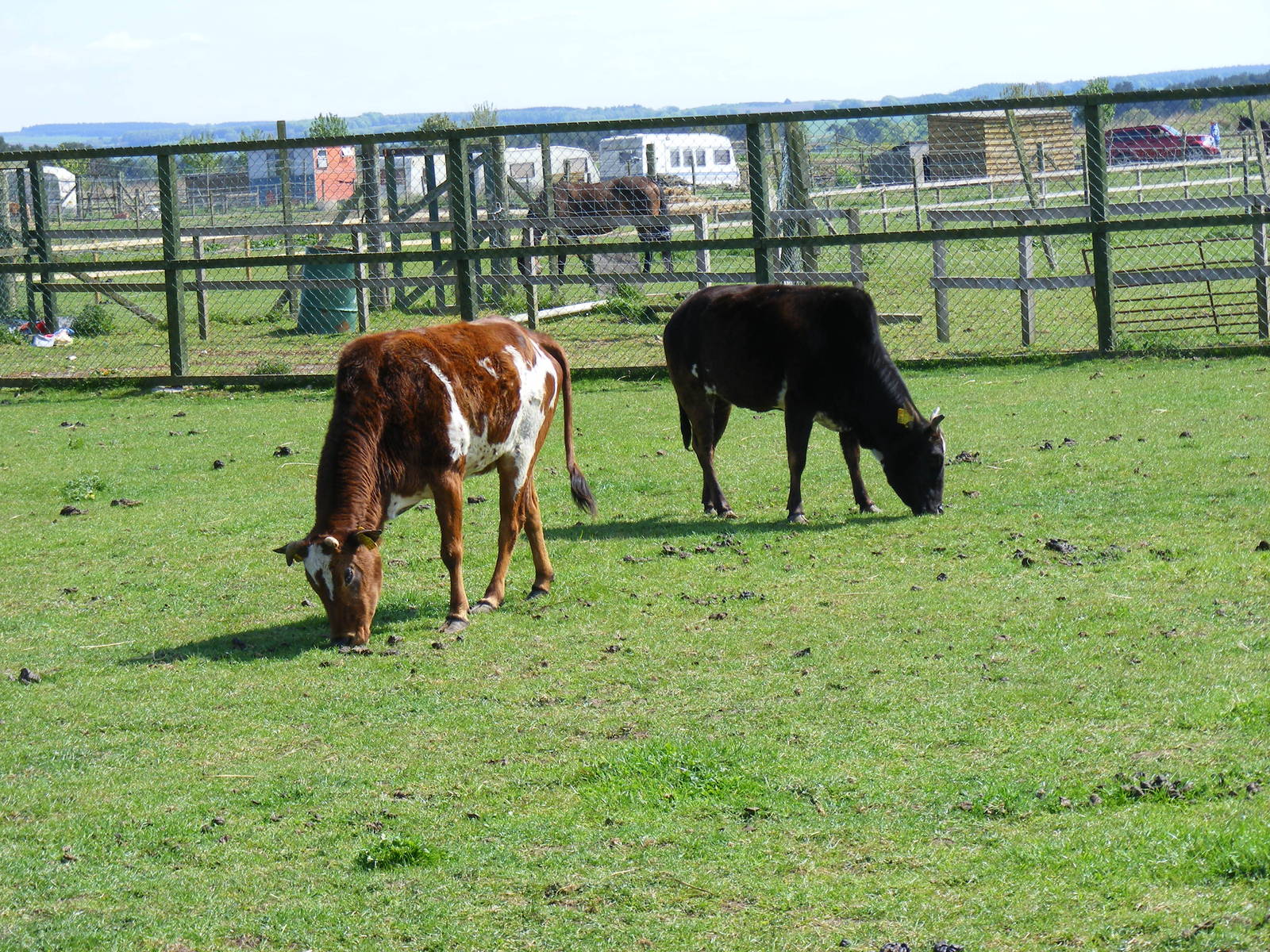 Dwarf zebus at Fife Animal Park, 18 May 2010