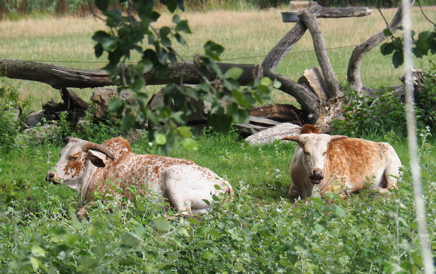 Dwarf zebus (Bos taurus indicus), 2019-08-11