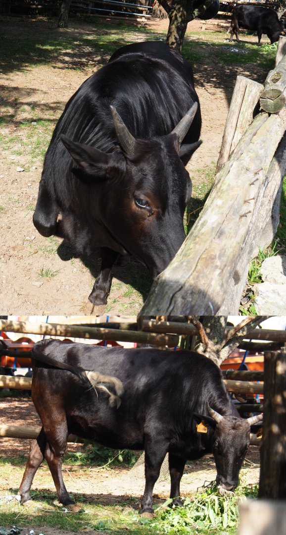 Dwarf zebus (Bos taurus indicus), 2020-09-02