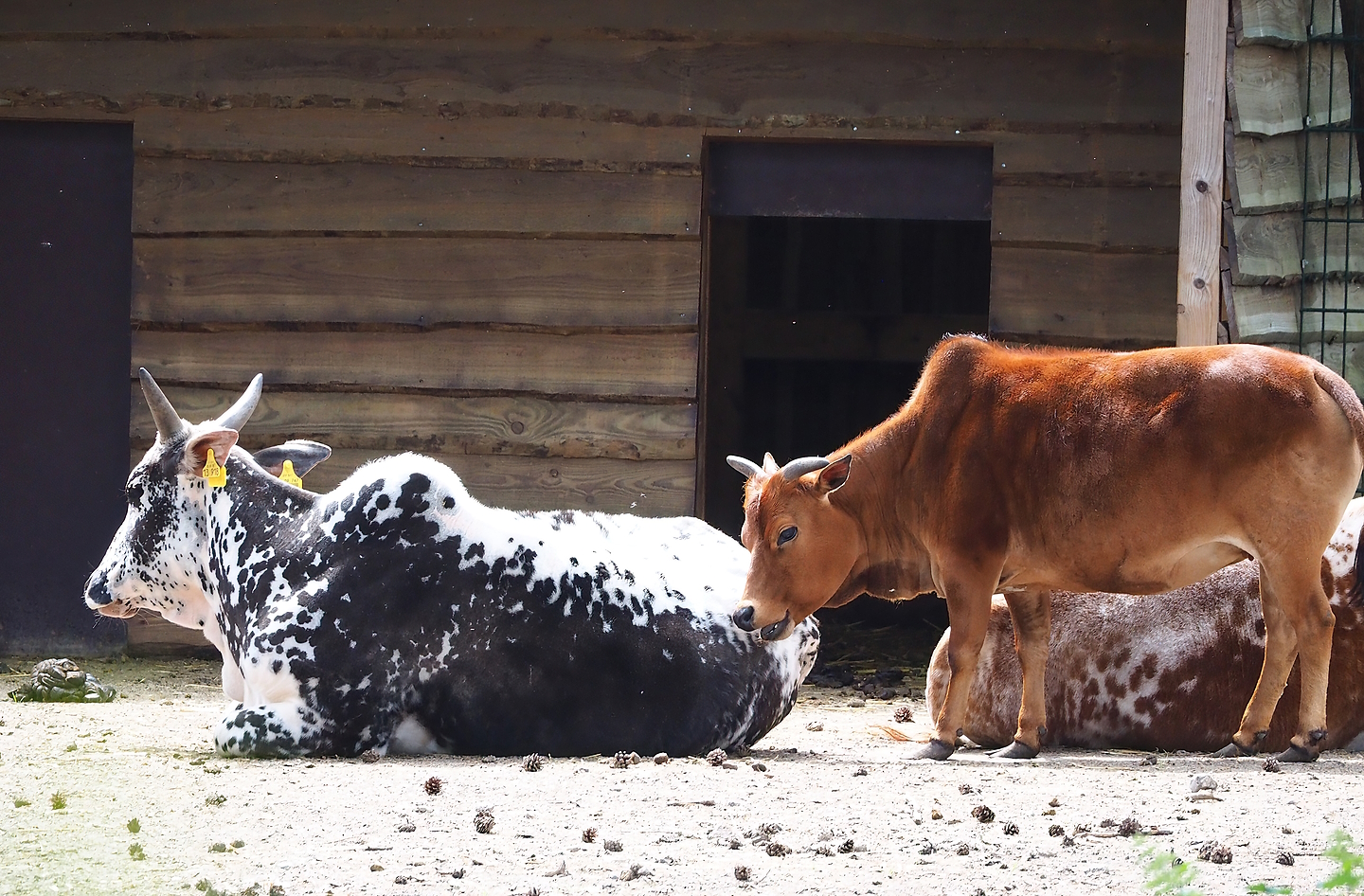 Dwarf zebus (Bos taurus indicus), 2022-06-12