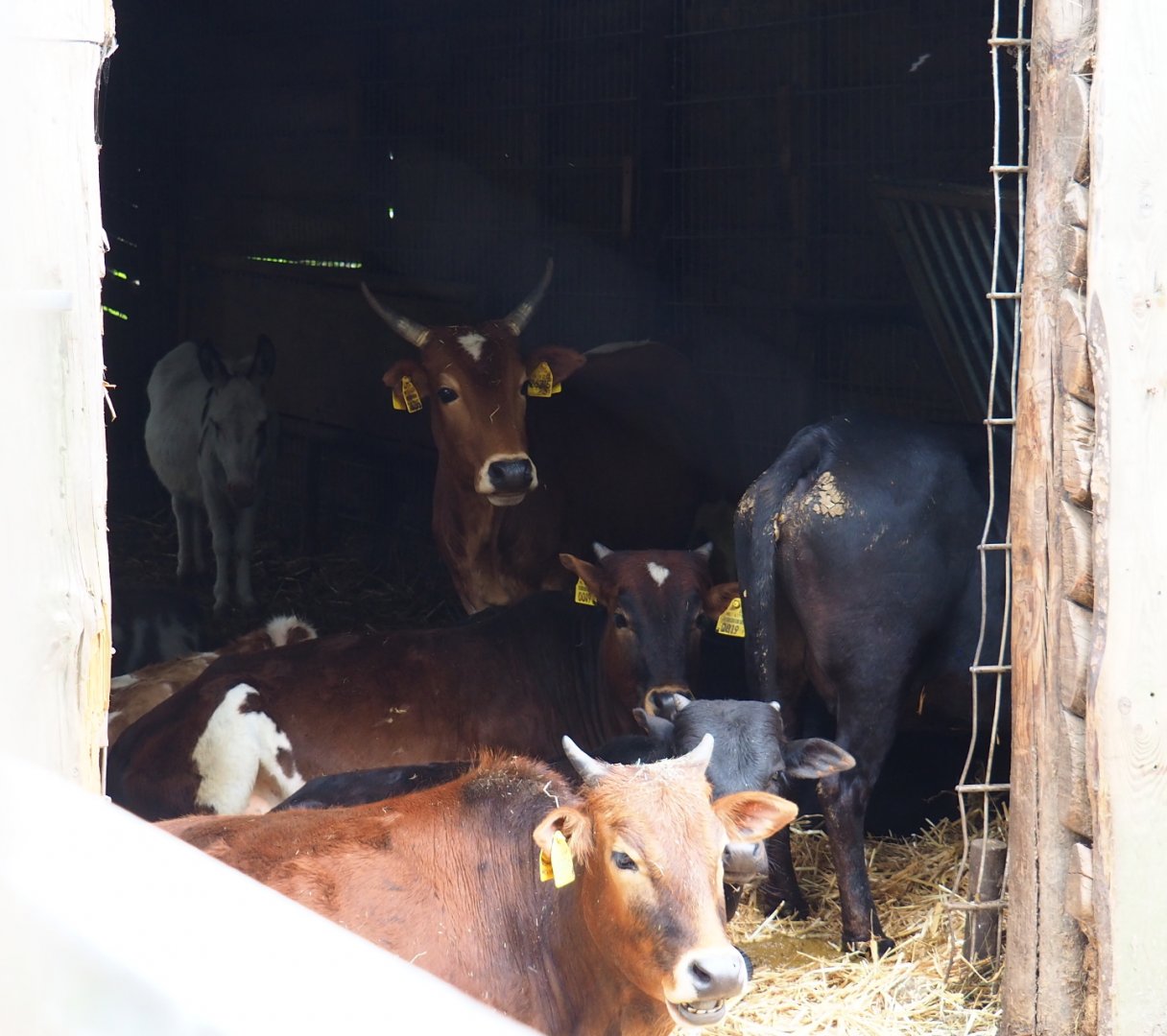 Dwarf zebus (Bos taurus indicus) and Miniature donkey (Equus africanus asinus) in barn, 2019-05-25